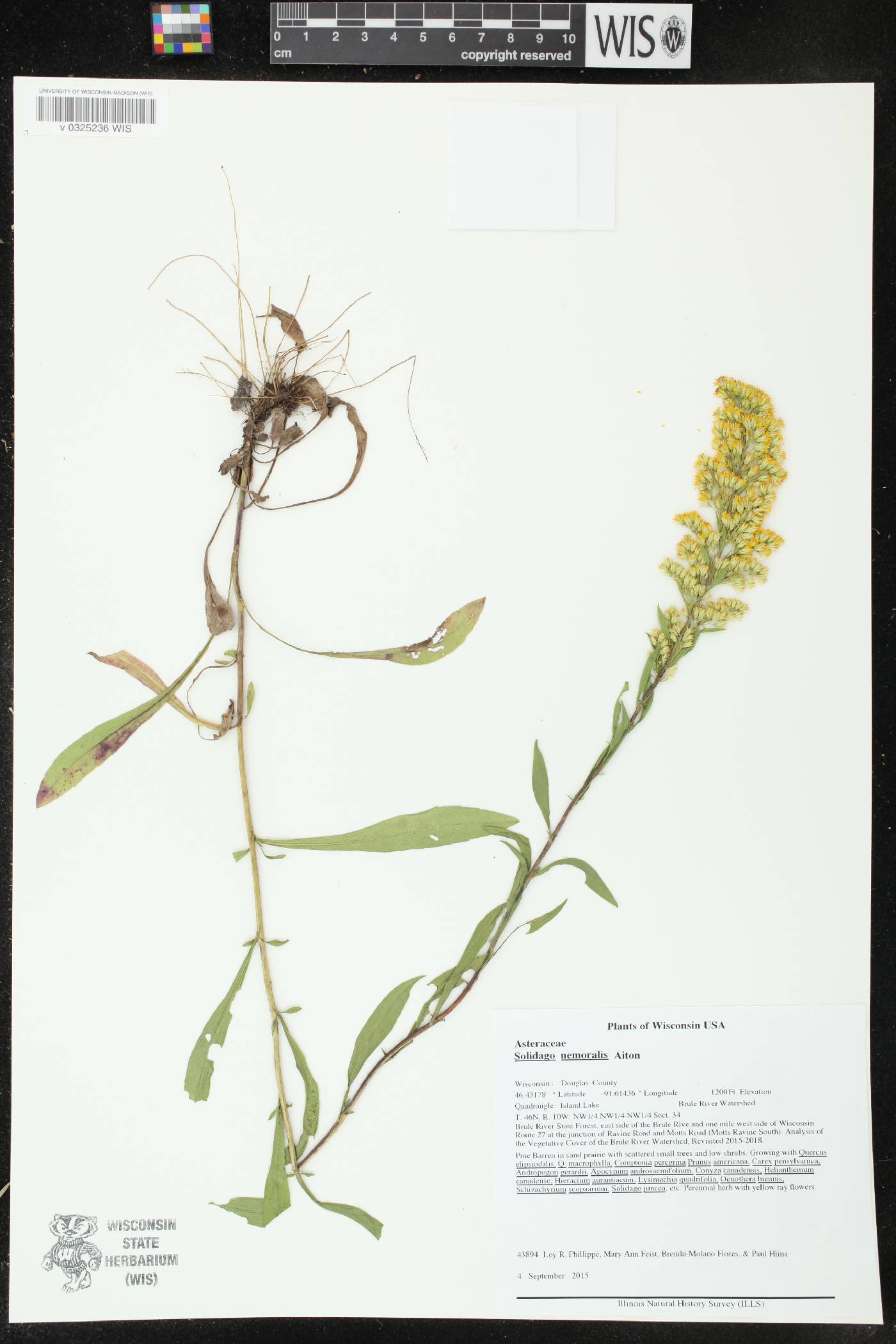 Solidago nemoralis image