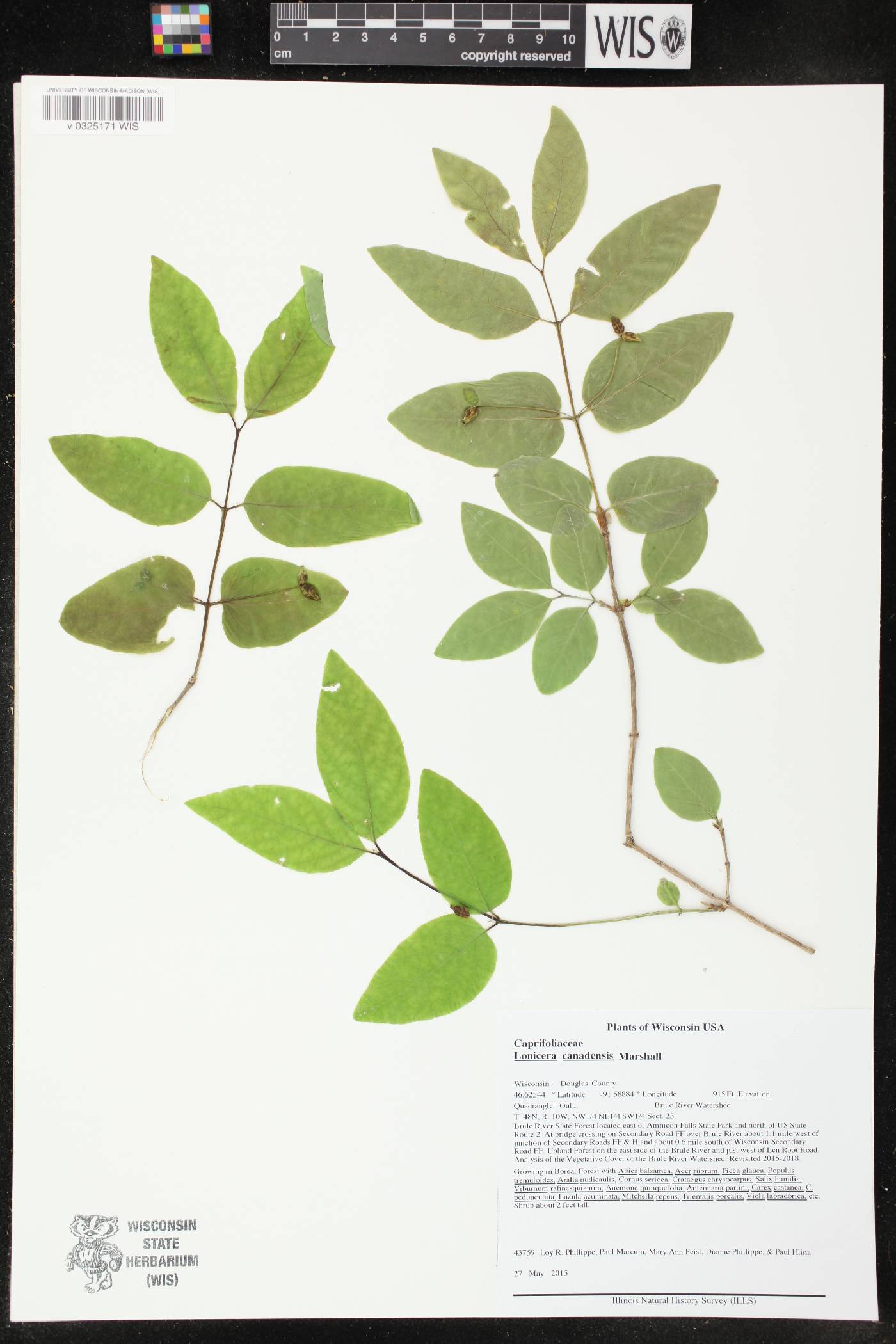Lonicera canadensis image