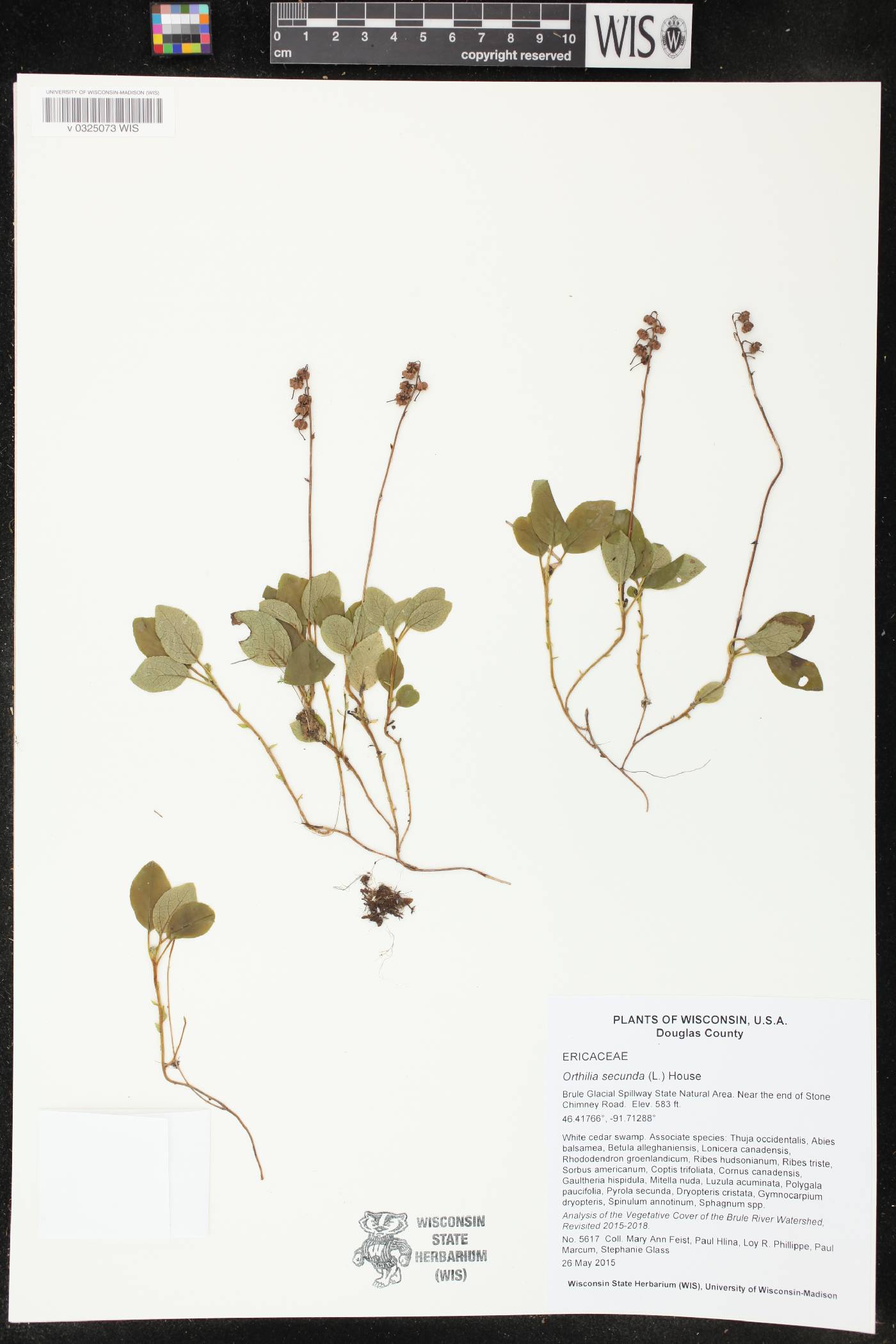 Orthilia secunda image