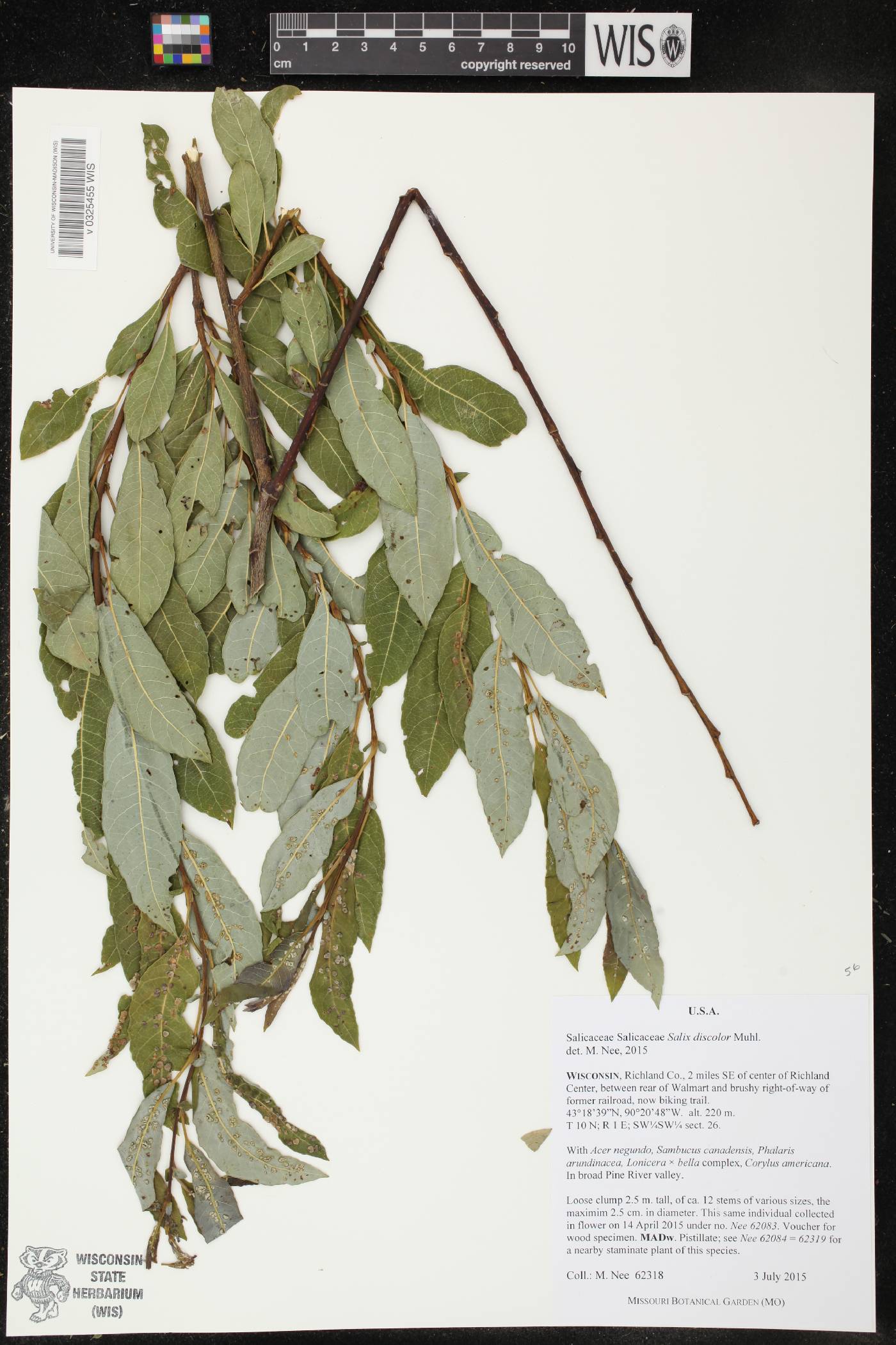 Salix discolor image