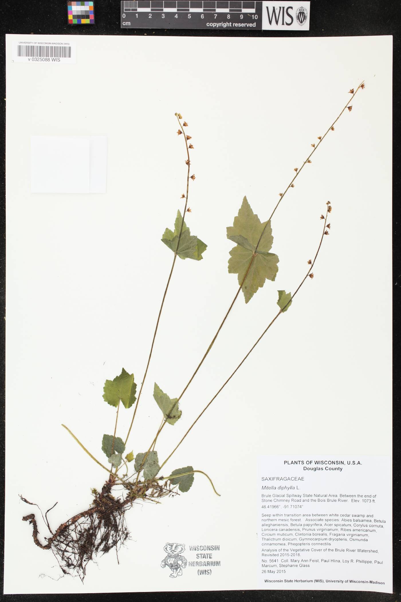 Mitella diphylla image