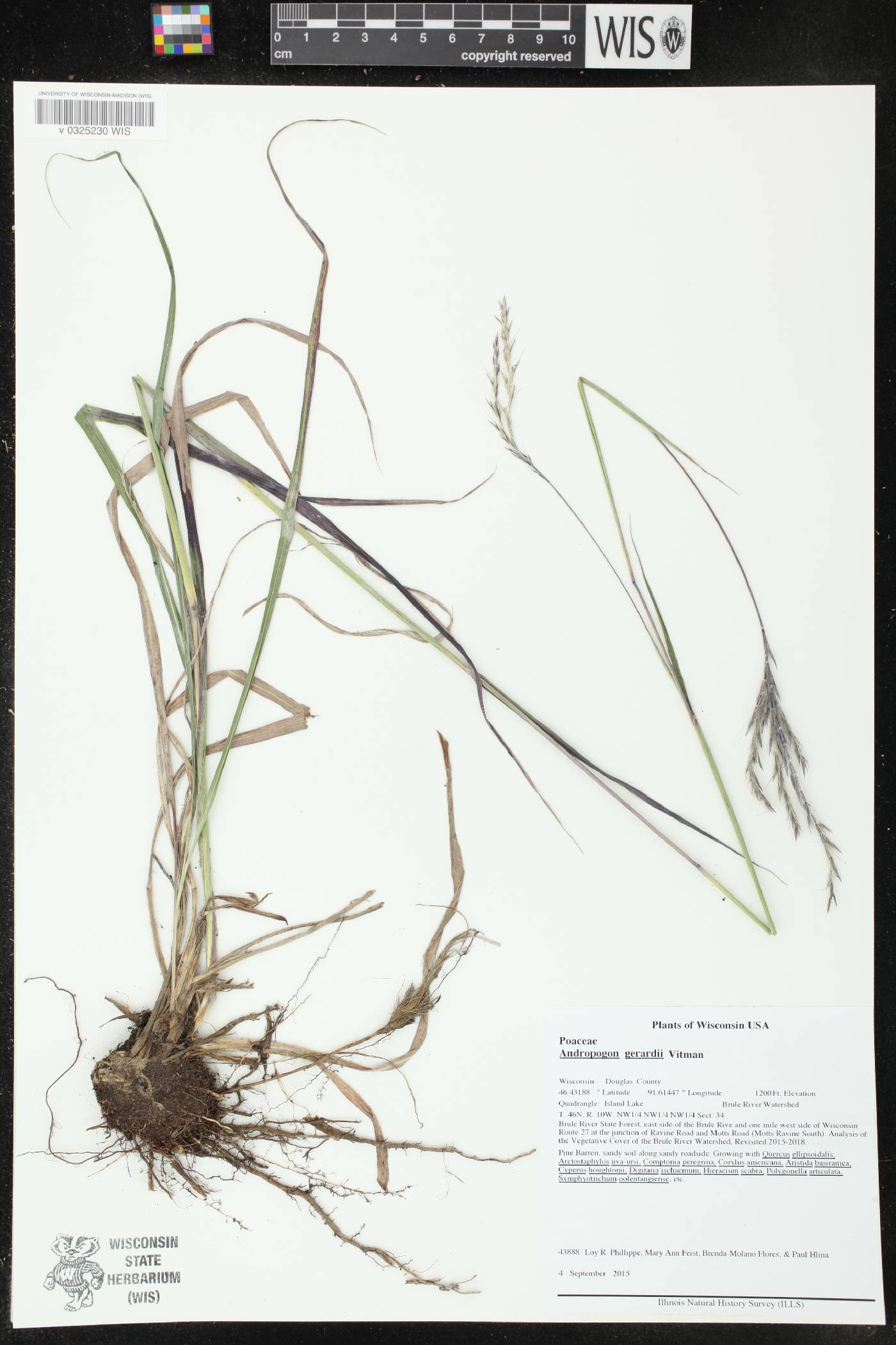 Andropogon gerardii image