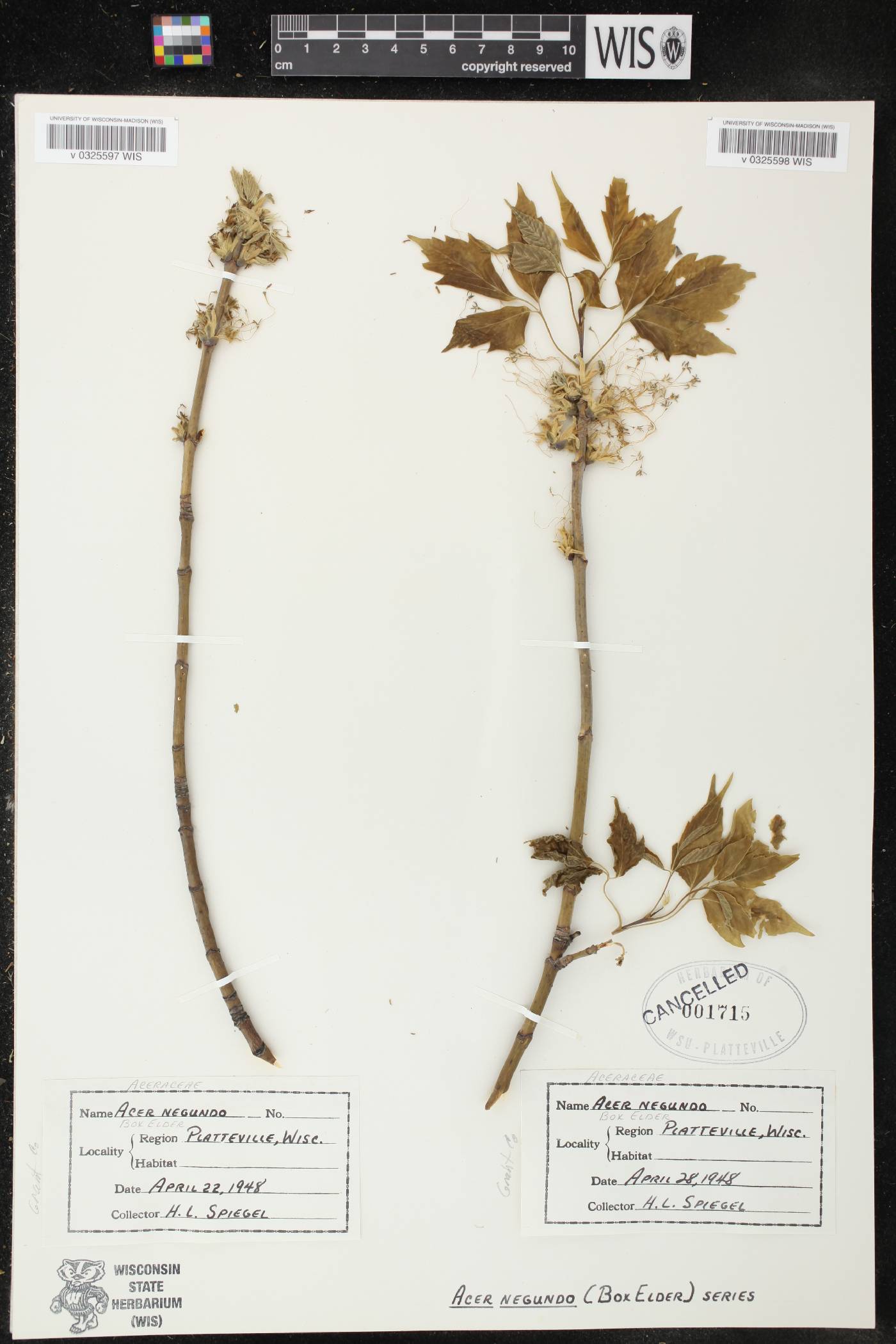 Acer negundo image