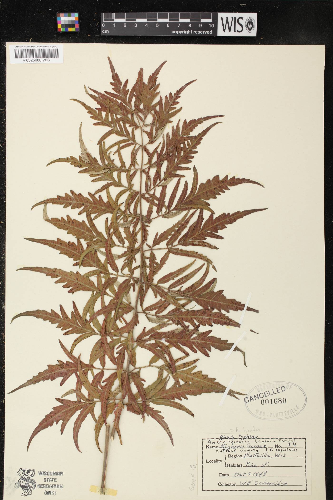 Rhus typhina image