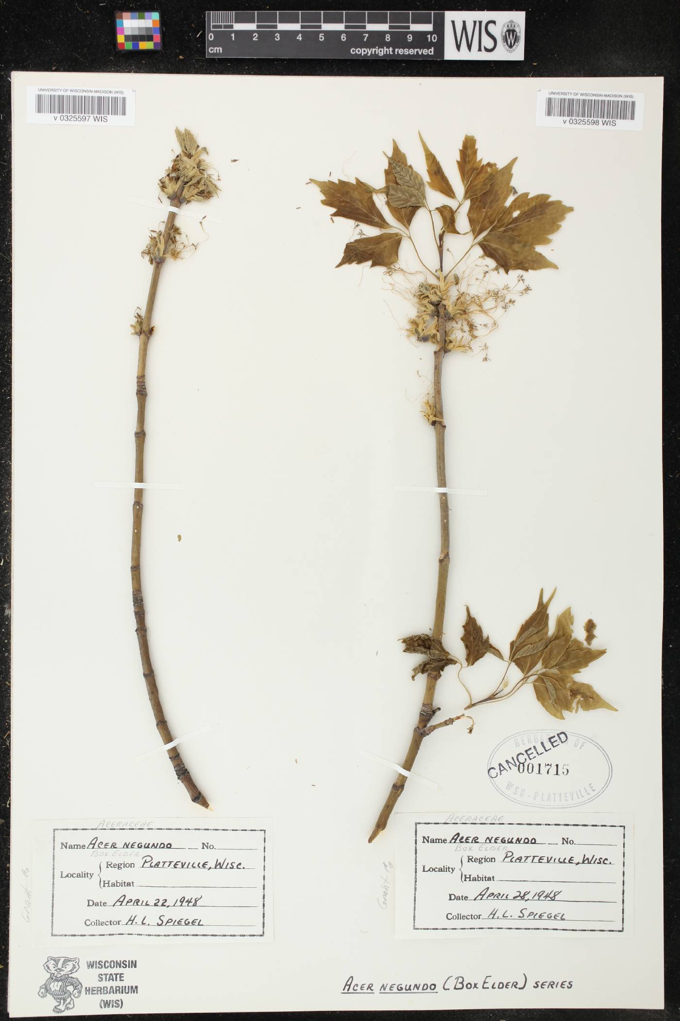 Acer negundo image