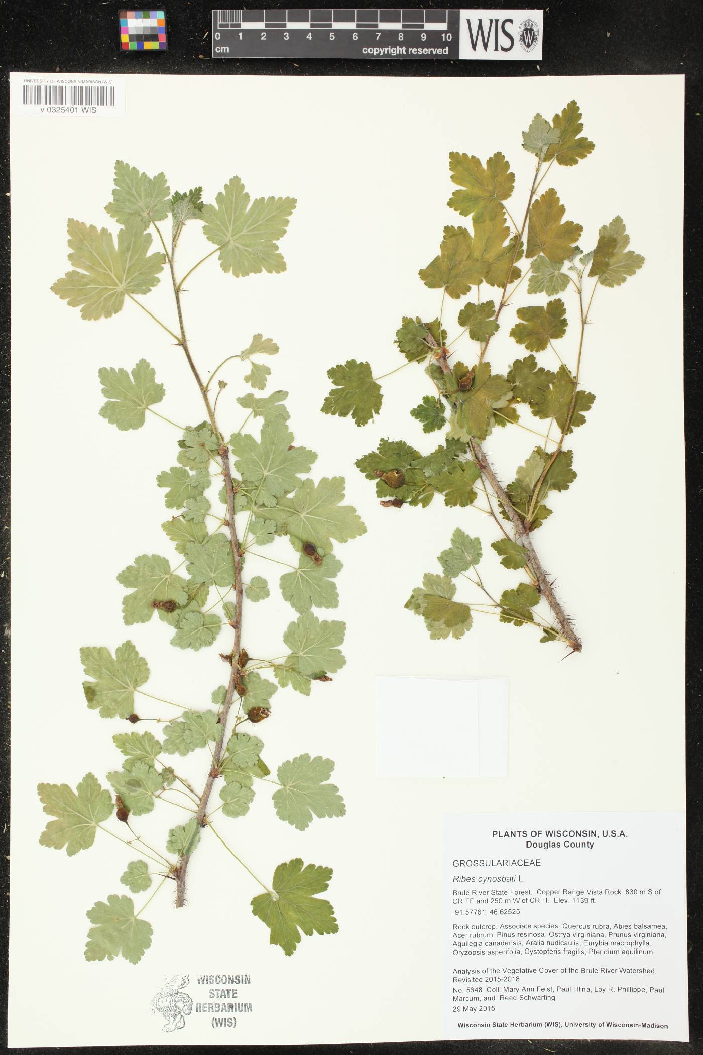 Ribes cynosbati image