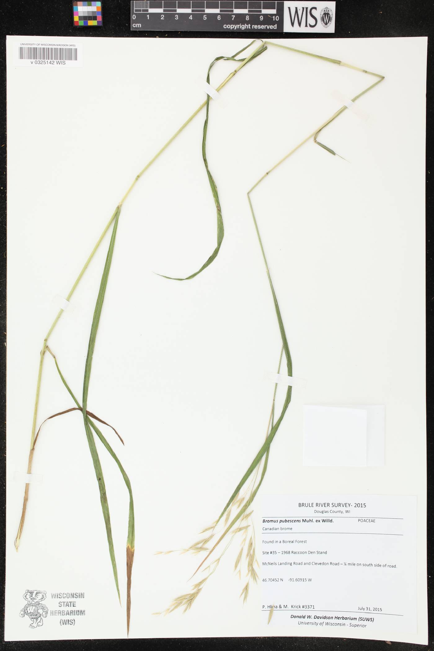 Bromus pubescens image