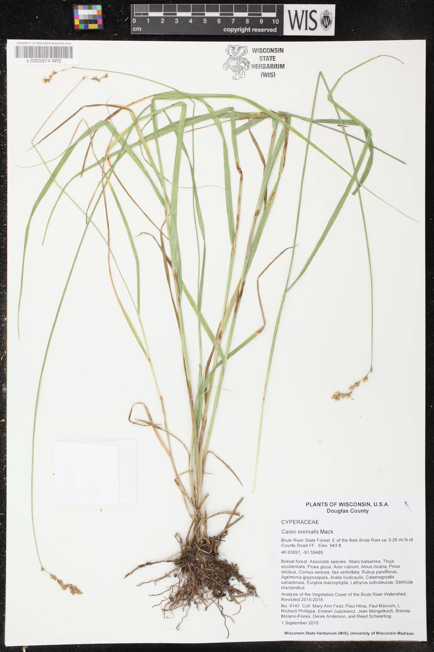 Carex normalis image