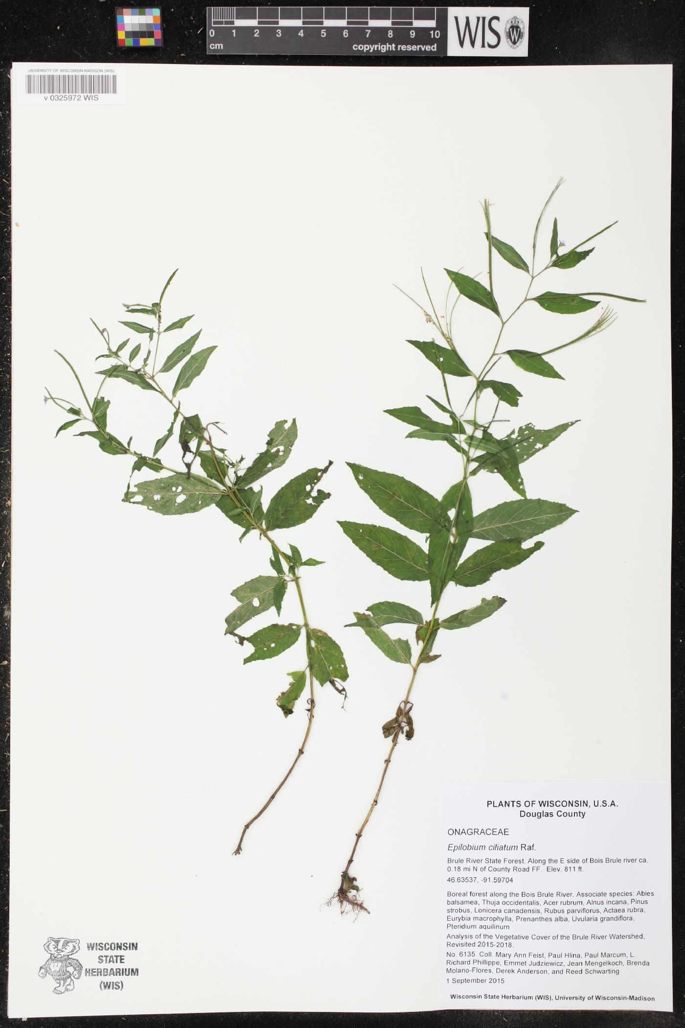 Epilobium ciliatum image