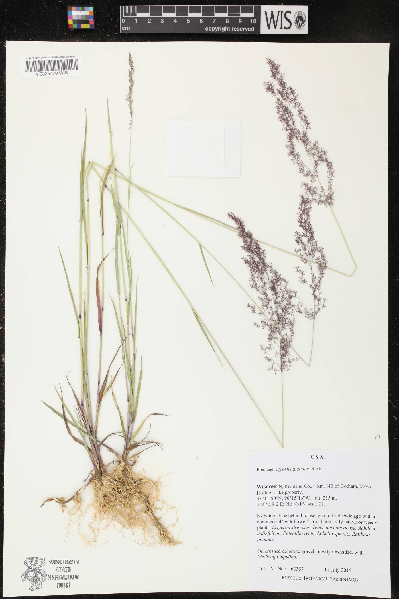 Agrostis gigantea image