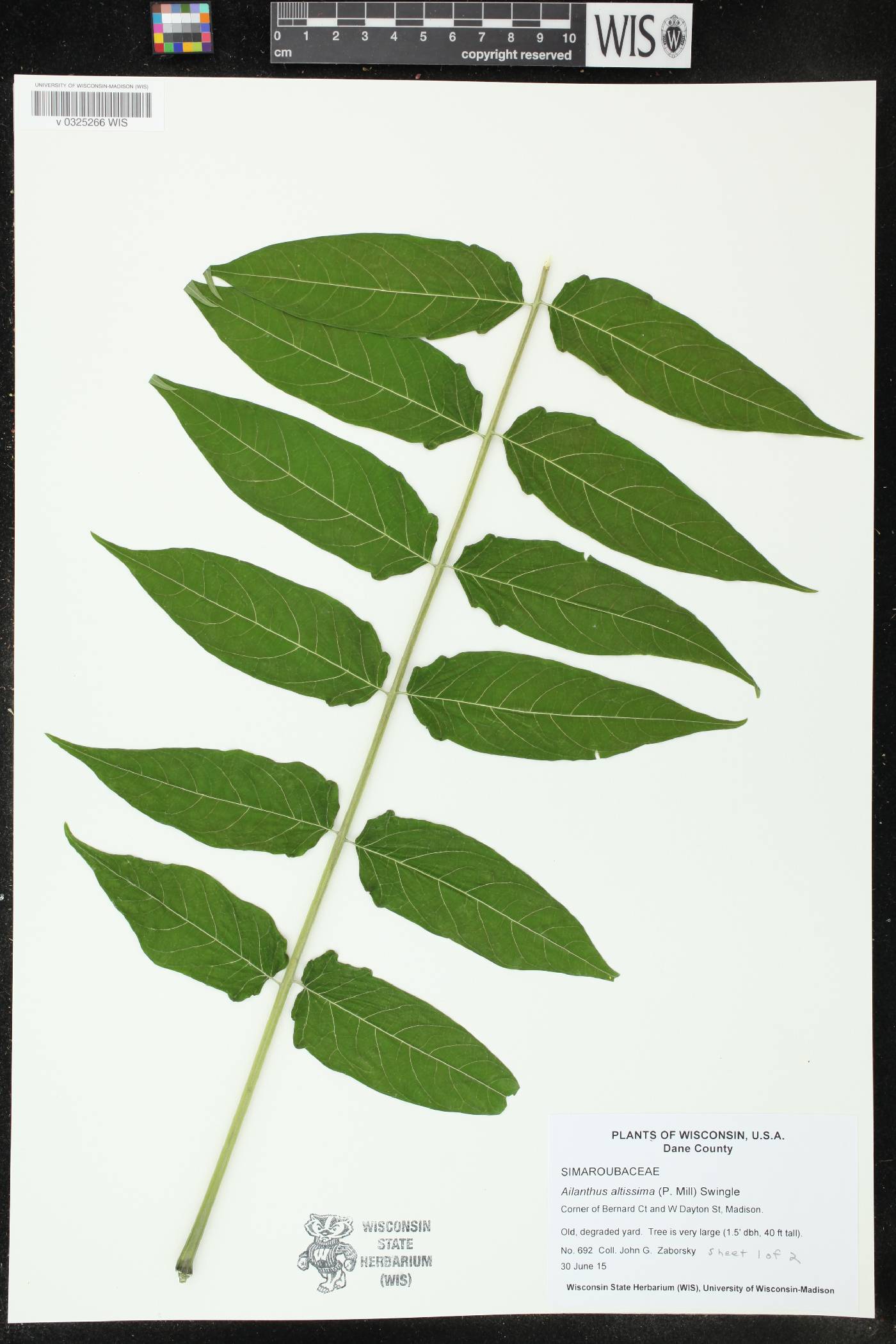 Ailanthus altissima image