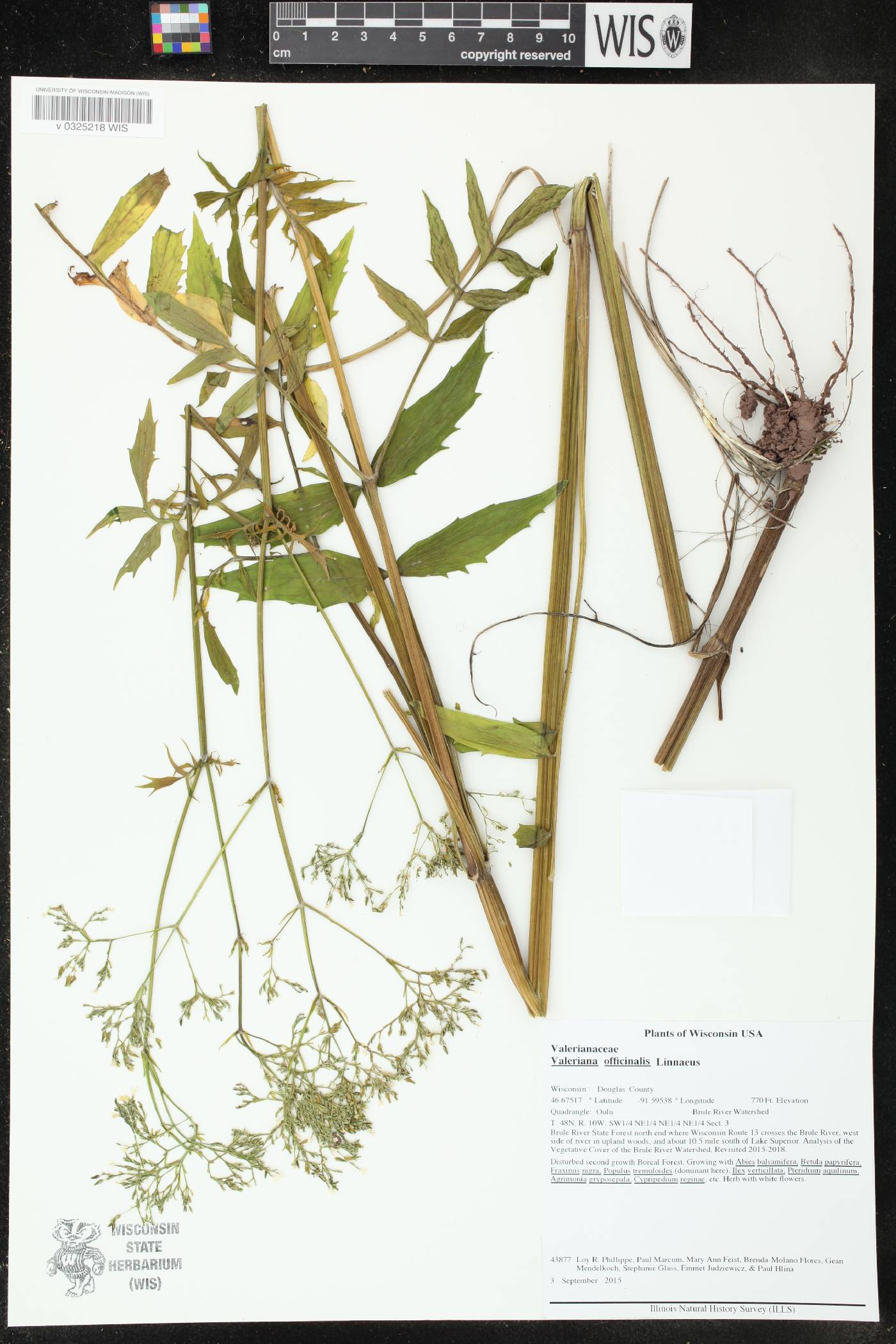 Valeriana officinalis image