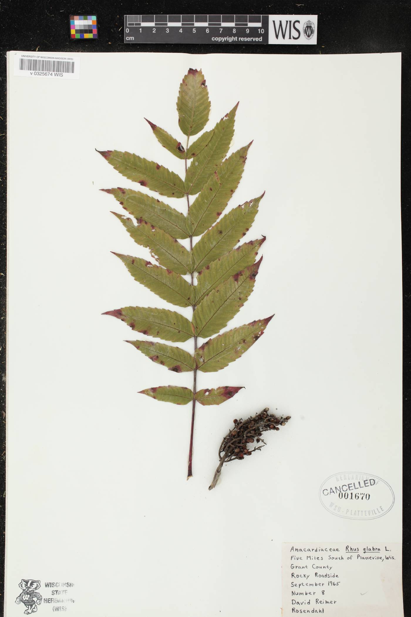 Rhus glabra image