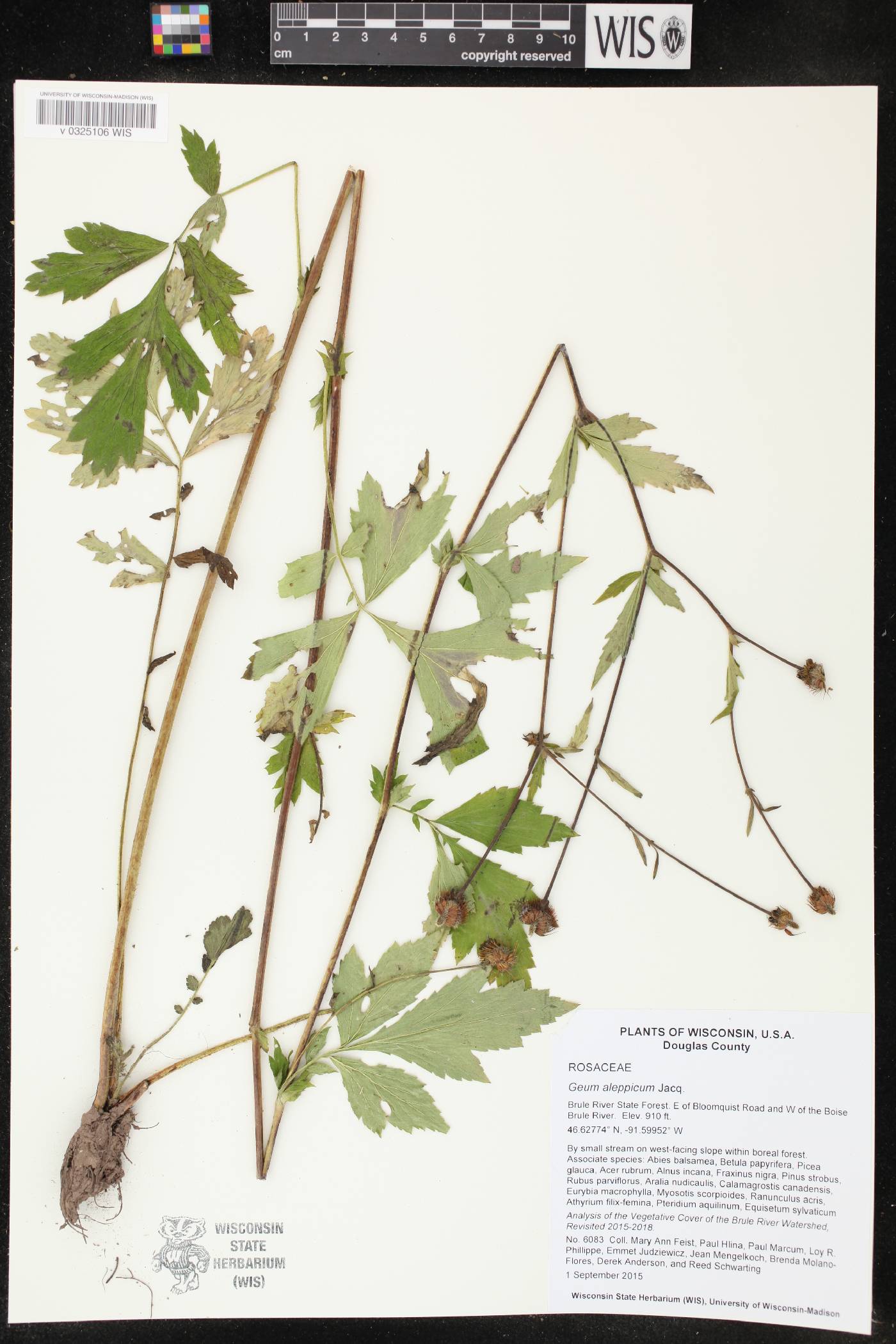 Geum aleppicum image