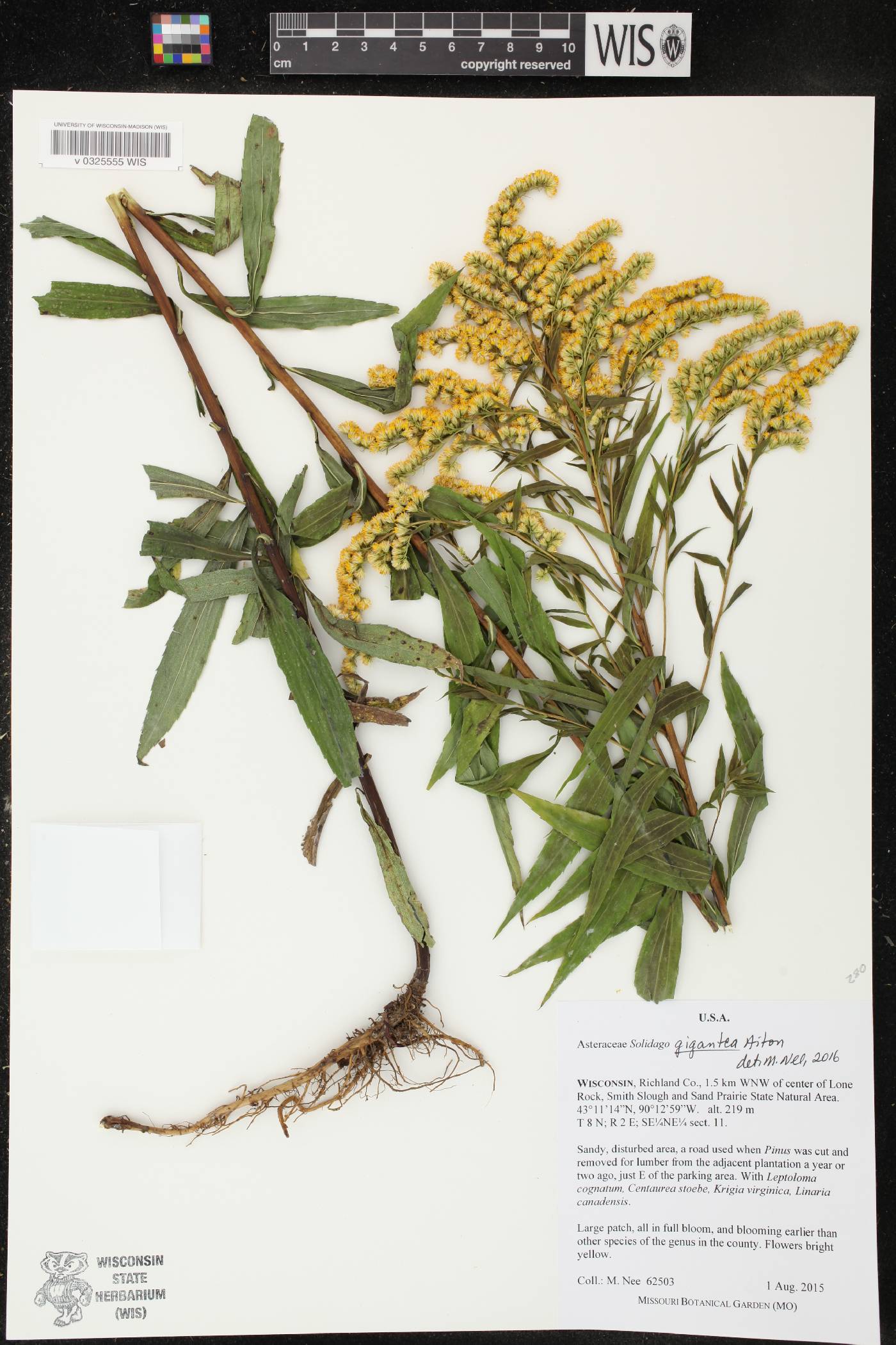 Solidago gigantea image