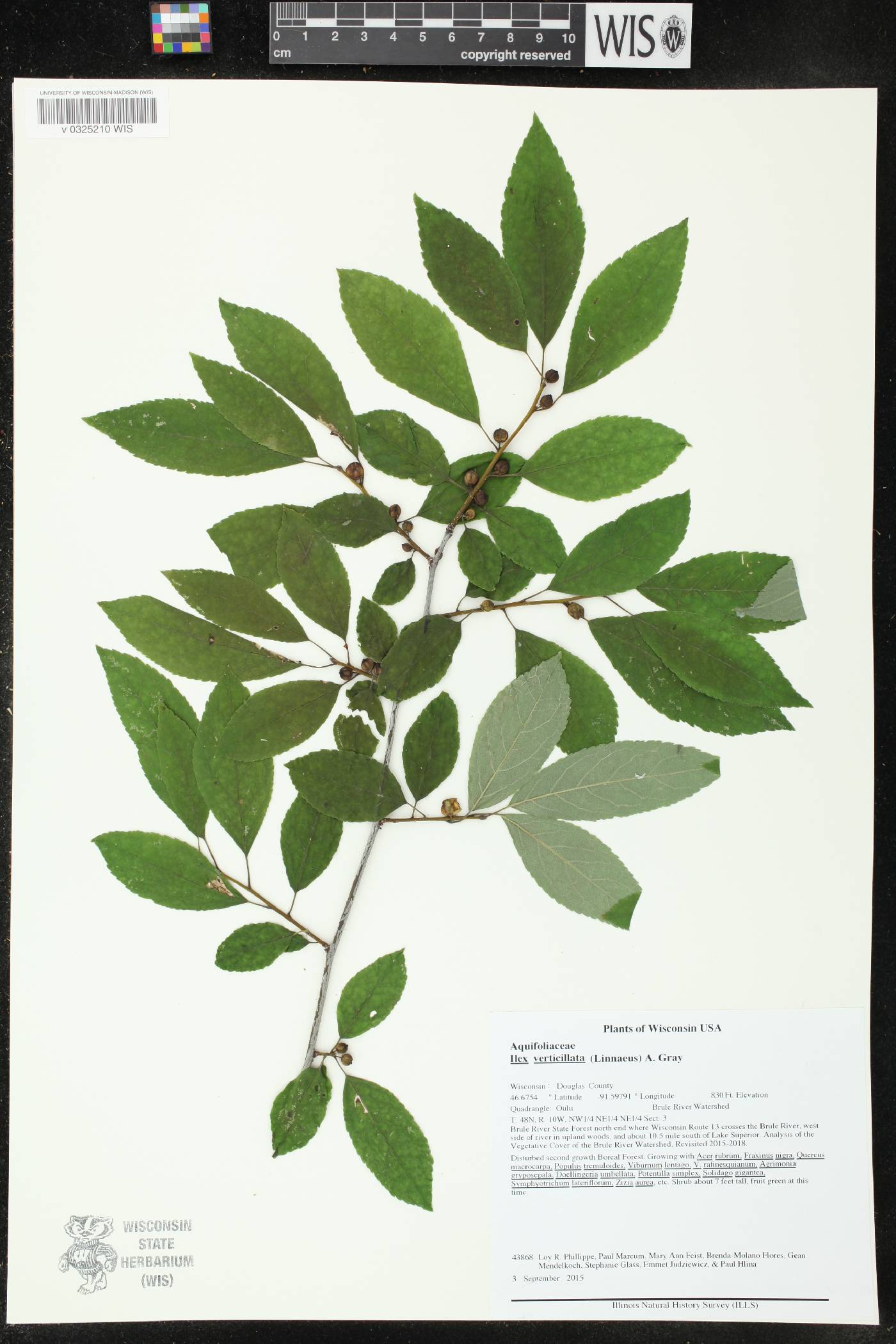 Ilex verticillata image