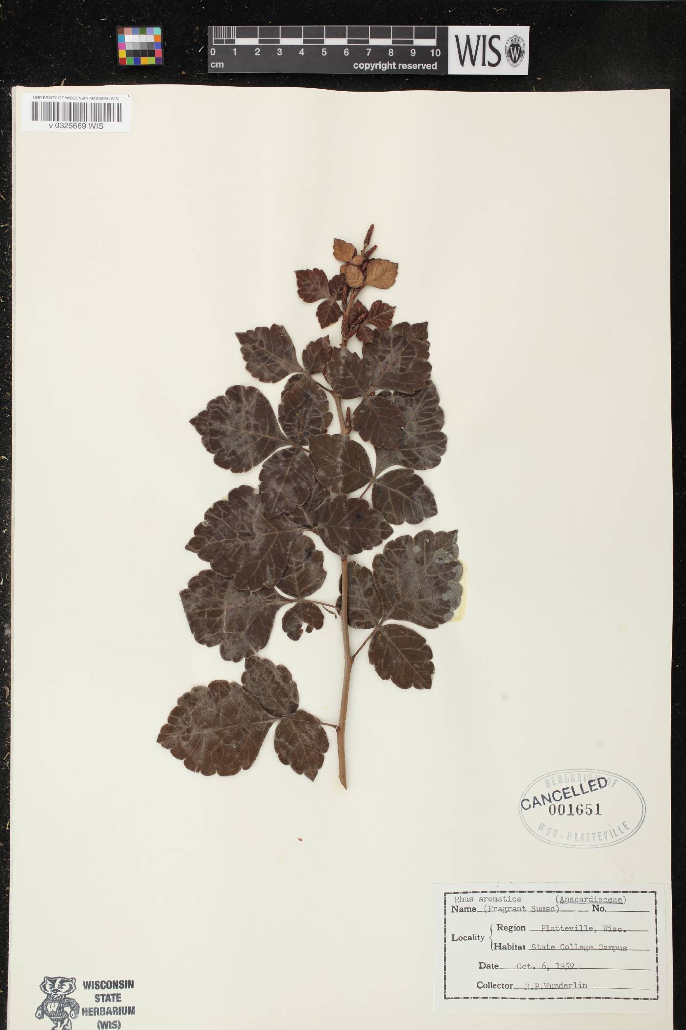 Rhus aromatica image