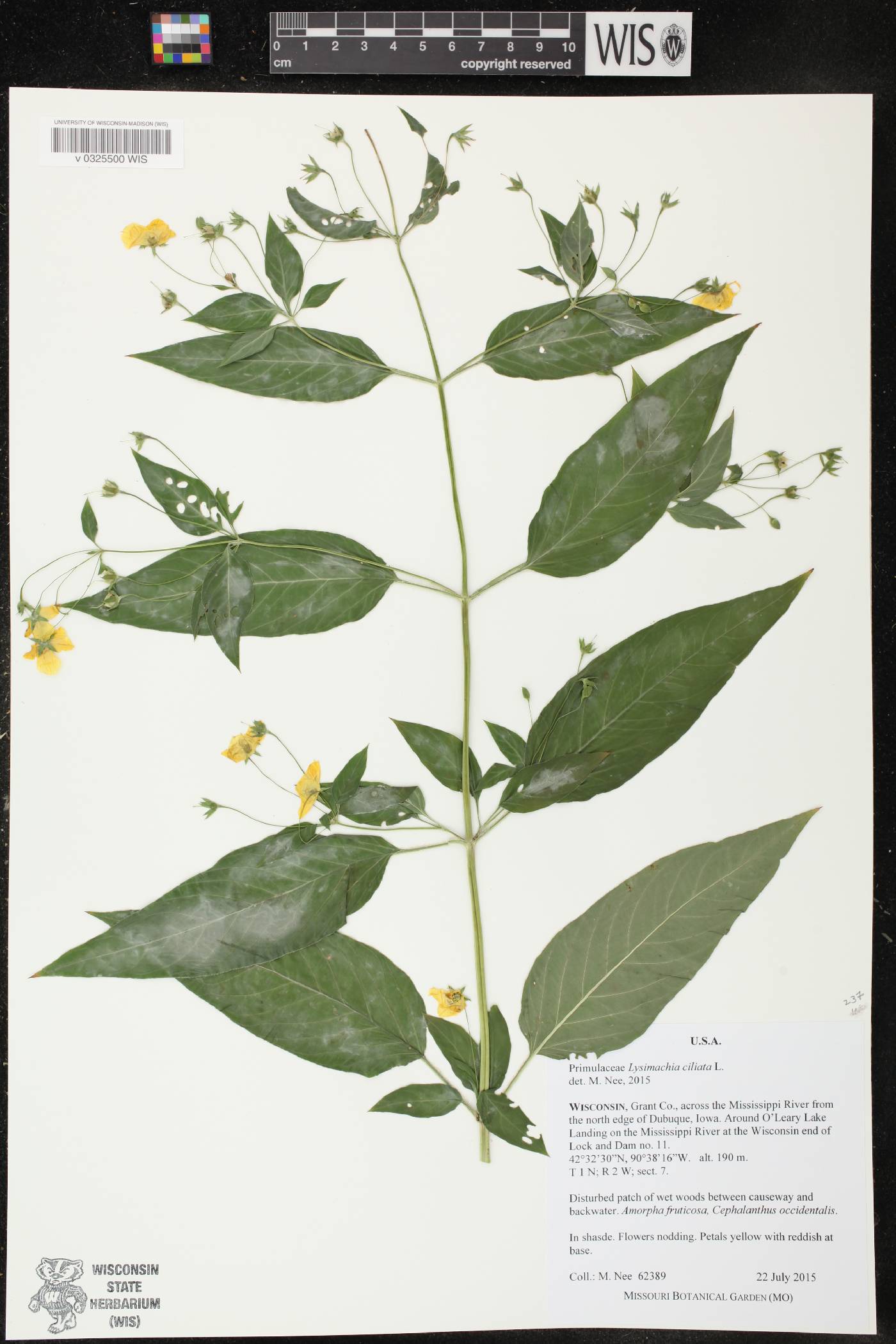 Lysimachia ciliata image
