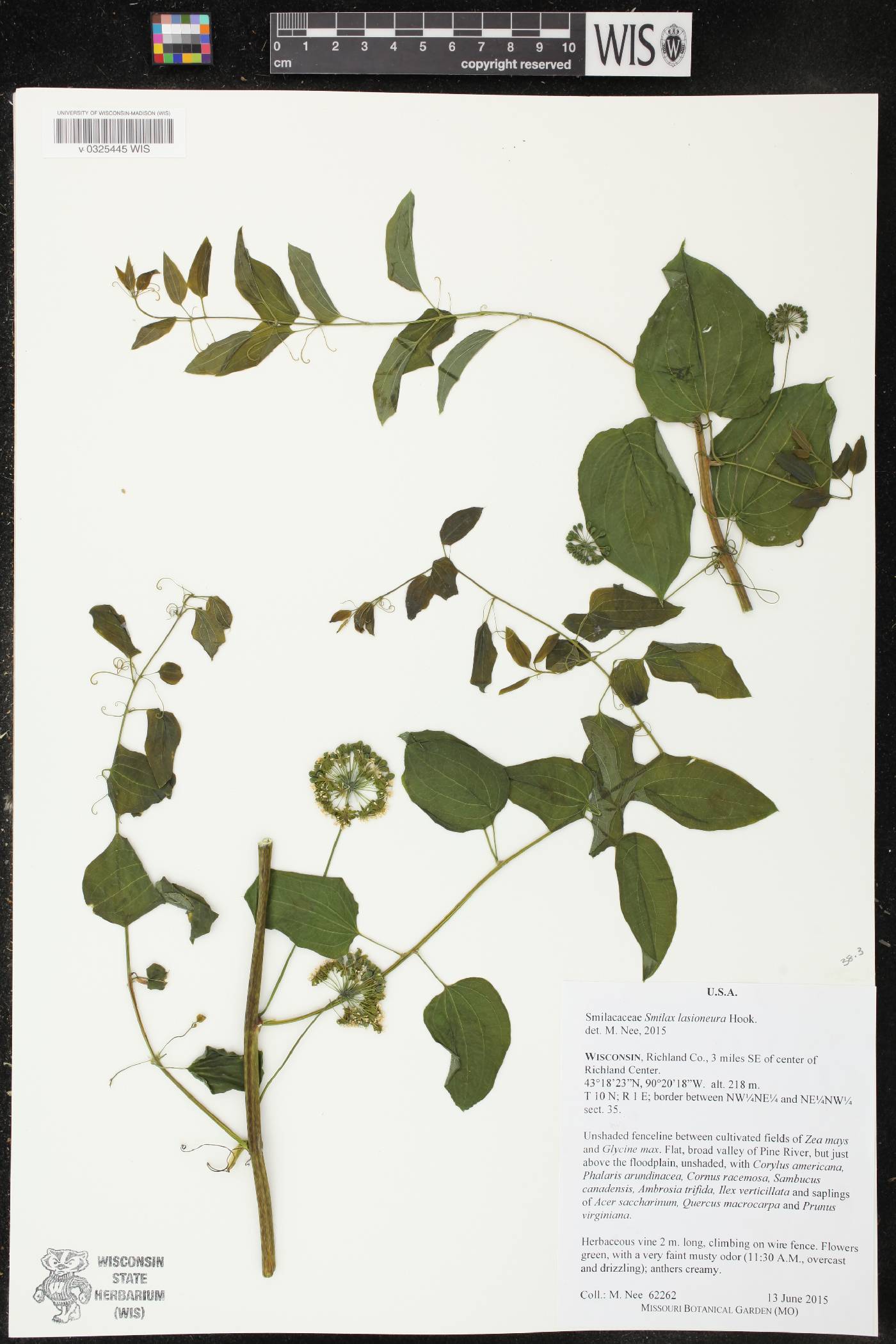 Smilax lasioneura image