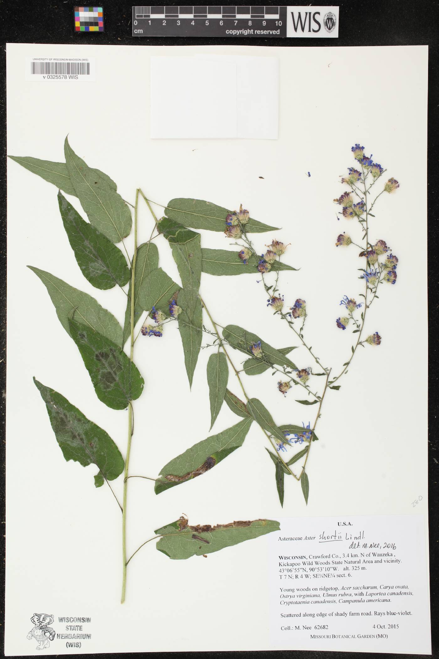 Symphyotrichum shortii image