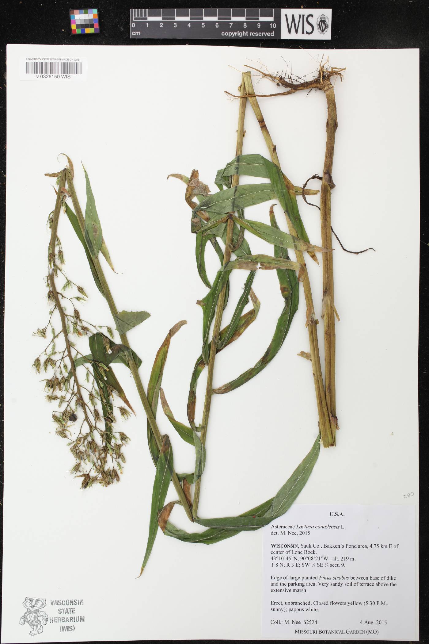 Lactuca canadensis image