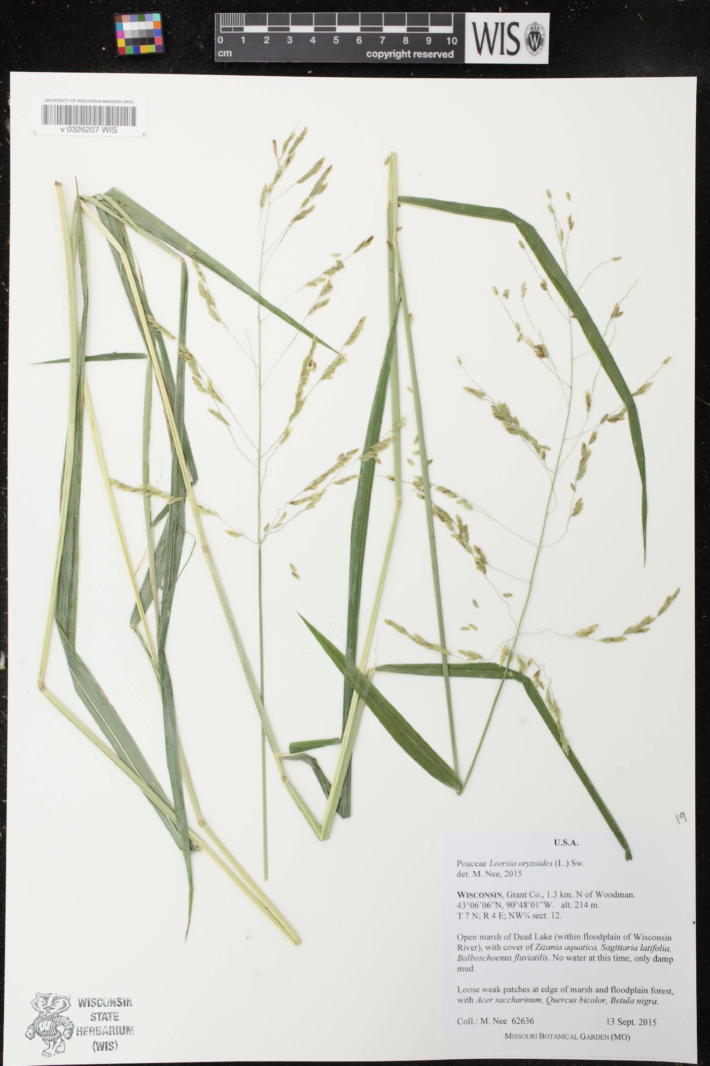 Leersia oryzoides image