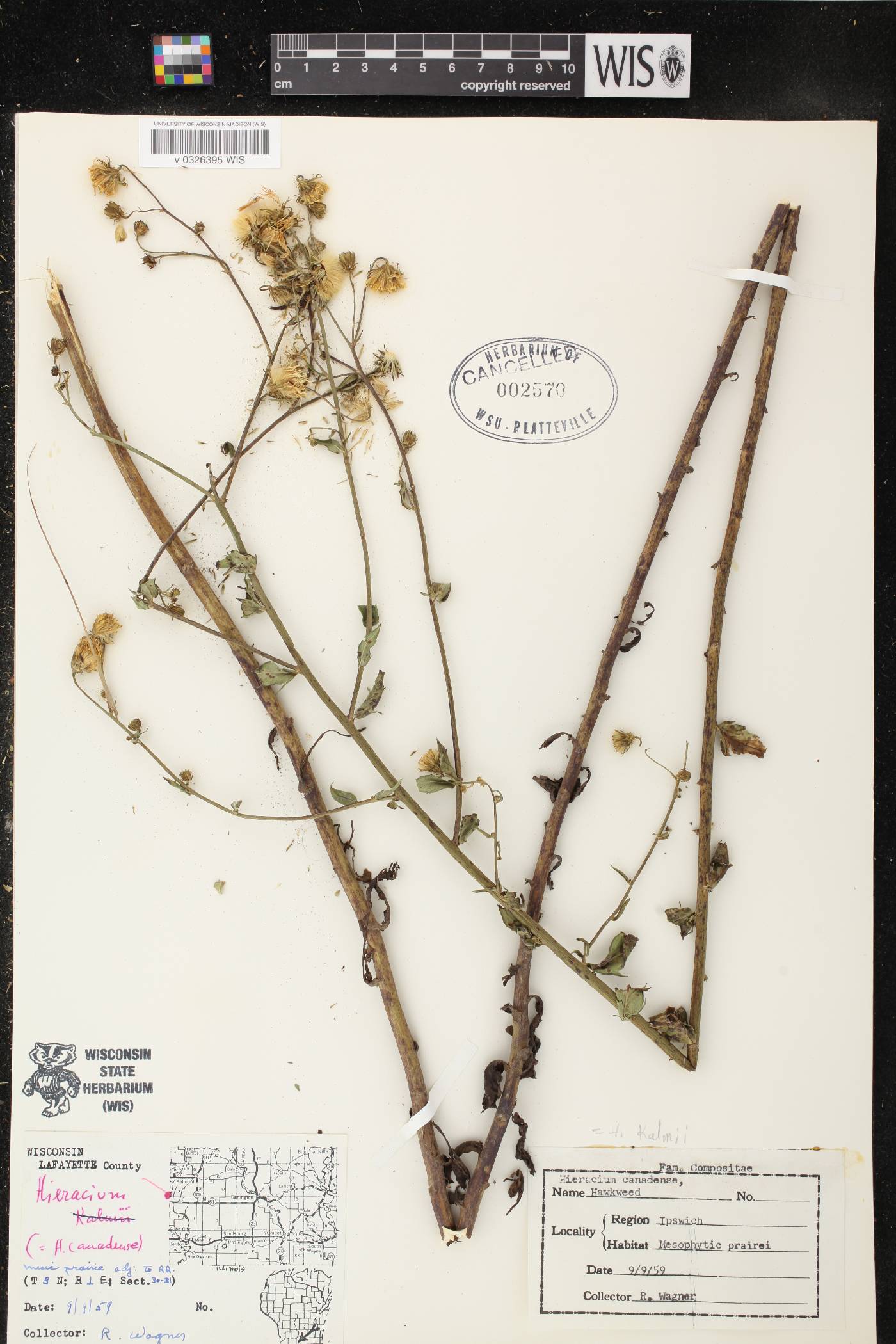 Hieracium umbellatum image