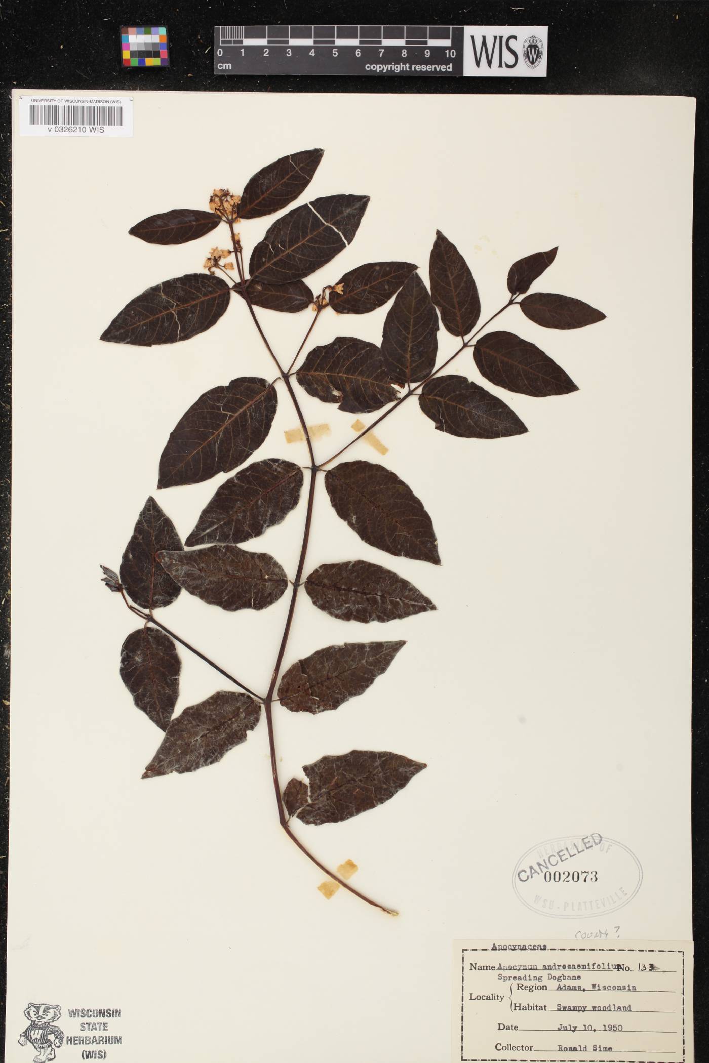 Apocynum androsaemifolium image