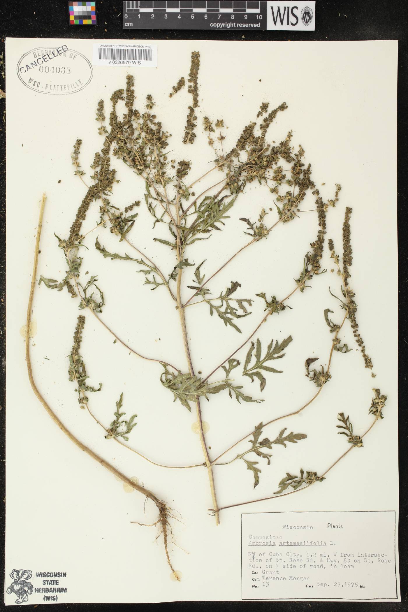 Ambrosia artemisiifolia image