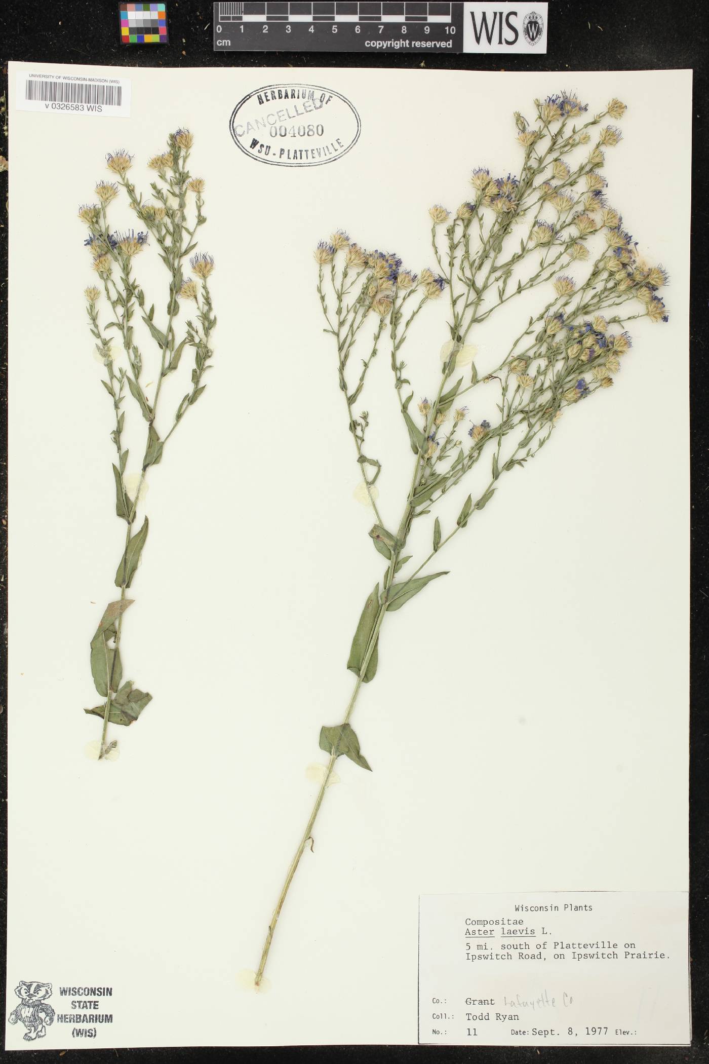 Symphyotrichum laeve image