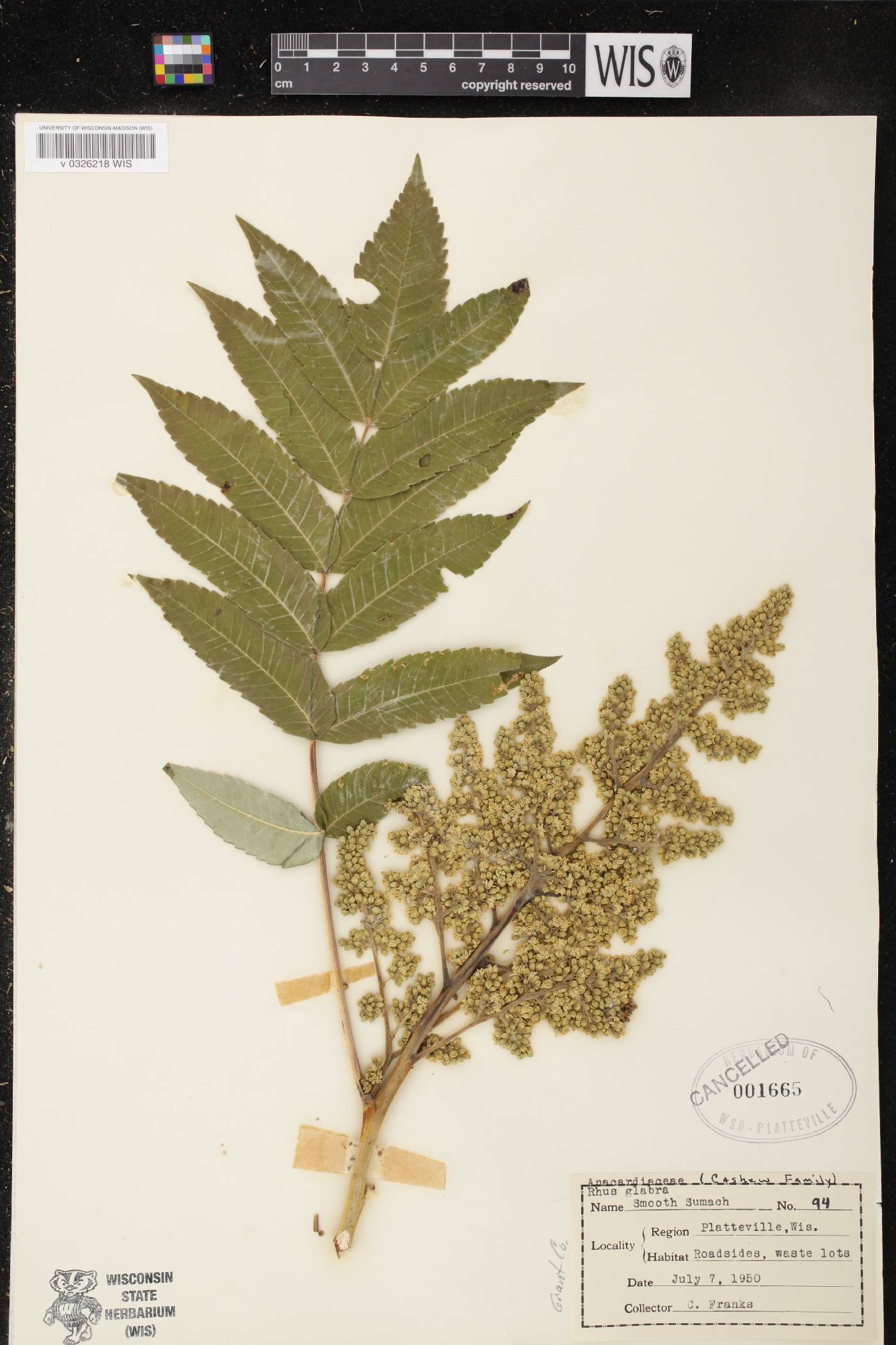 Rhus glabra image