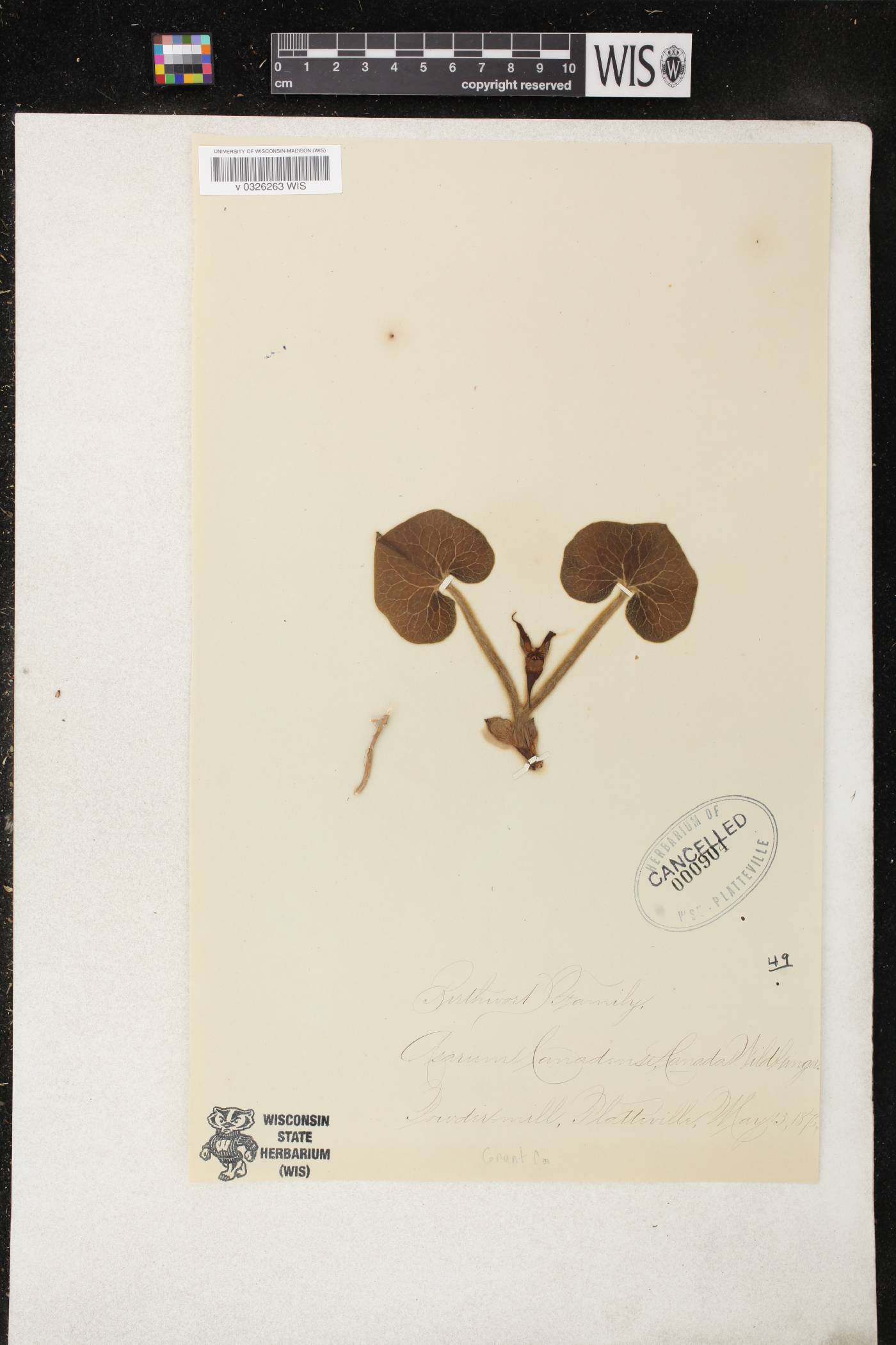 Asarum canadense image