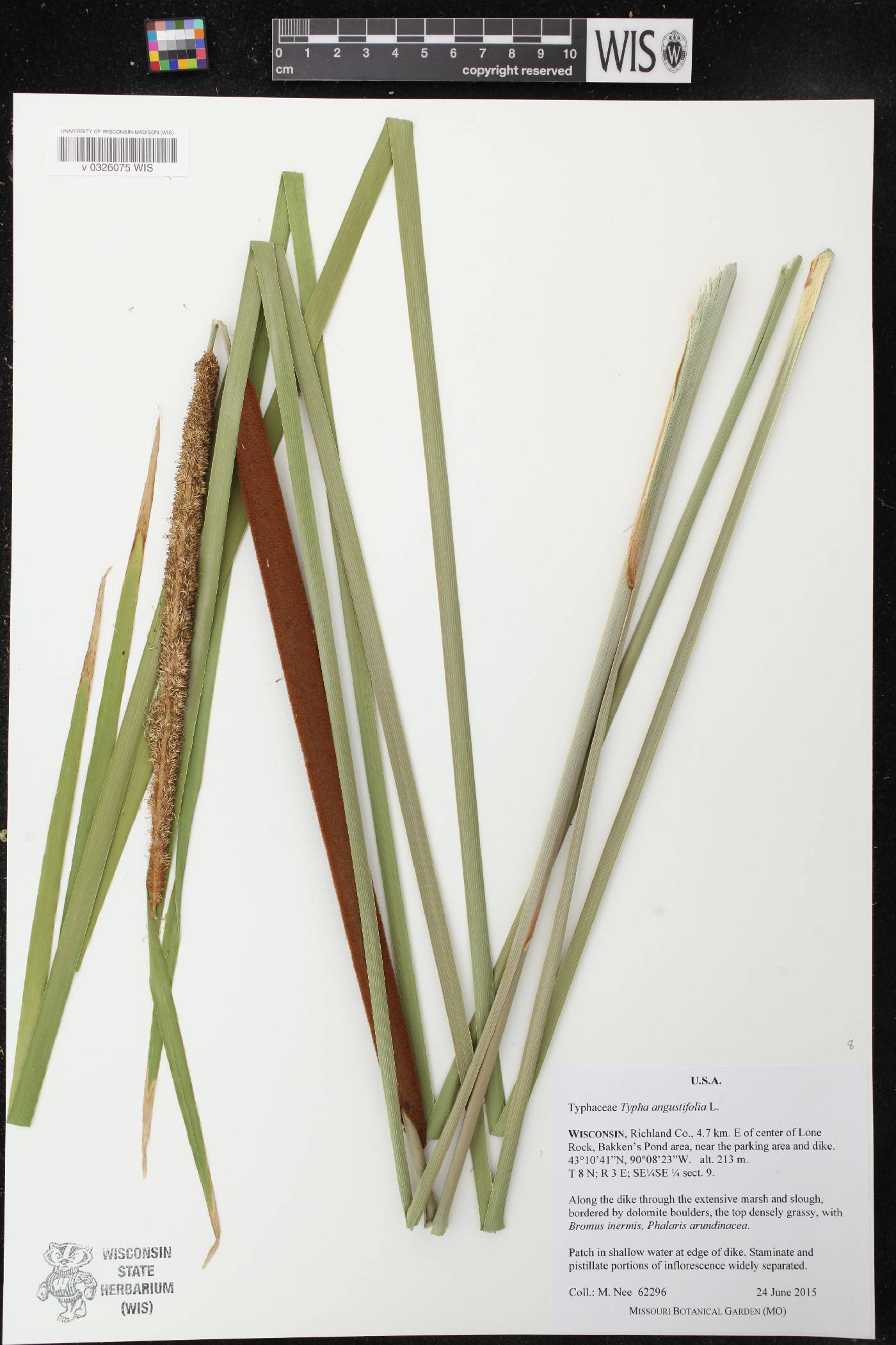 Typha angustifolia image