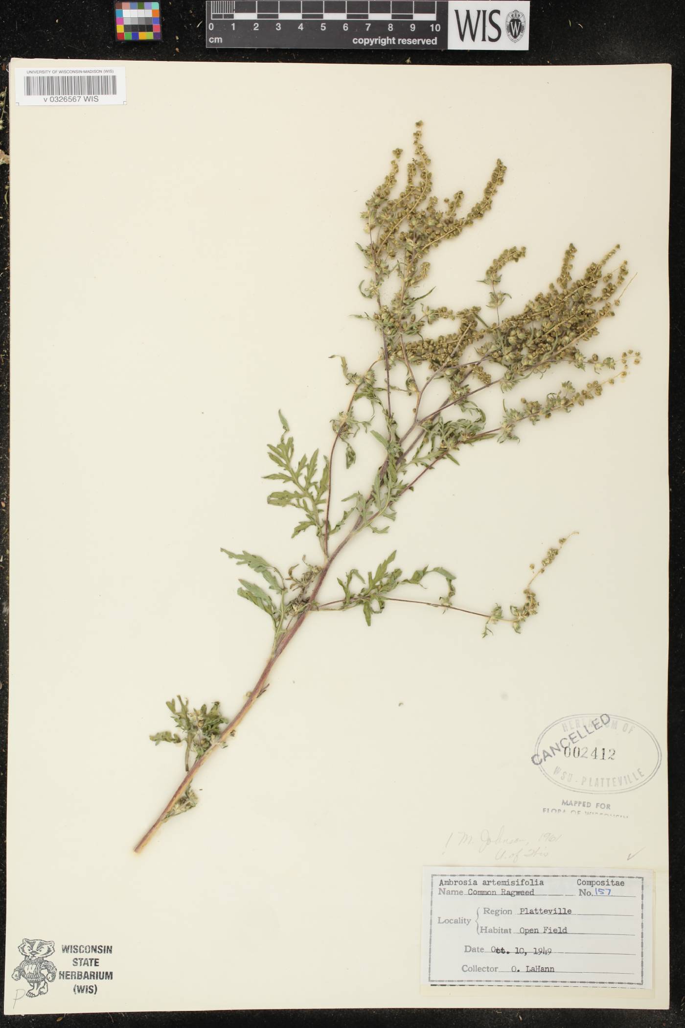 Ambrosia artemisiifolia image