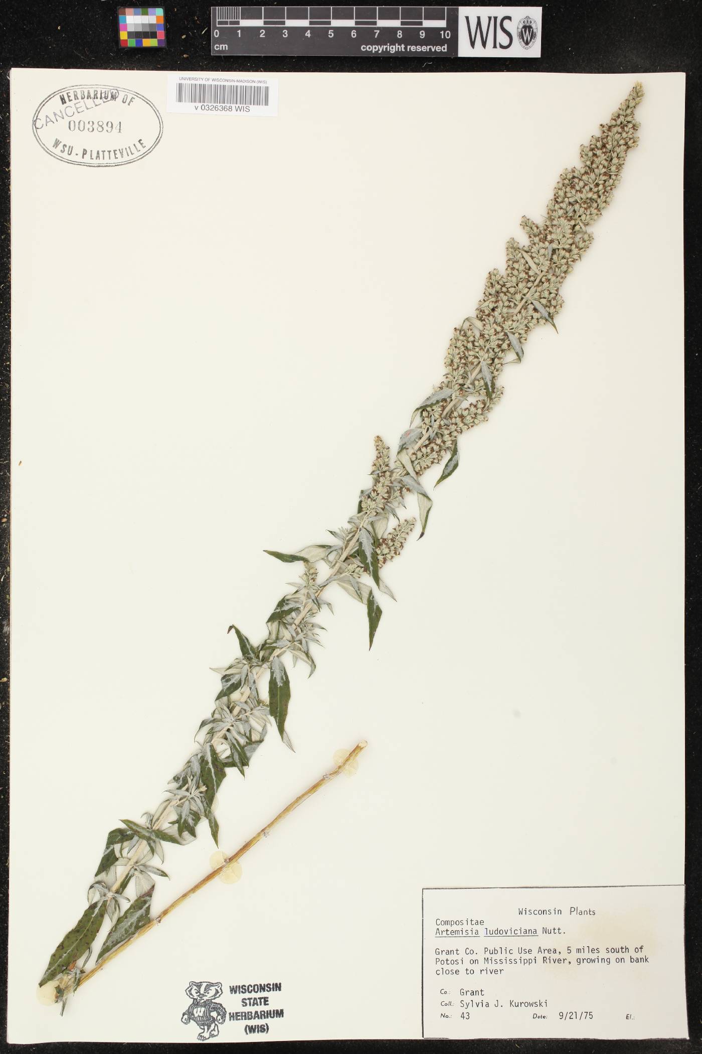 Artemisia ludoviciana image