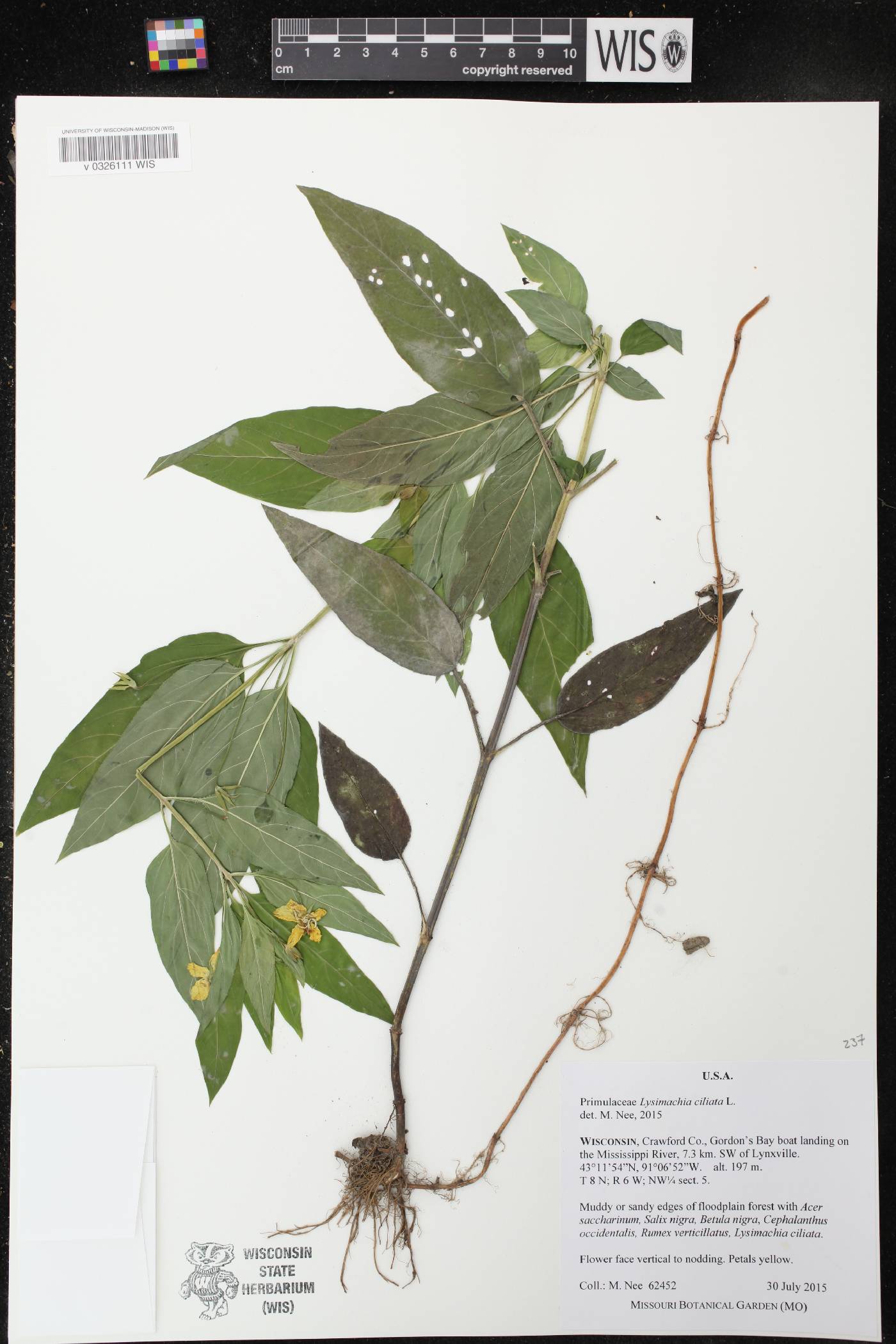 Lysimachia ciliata image