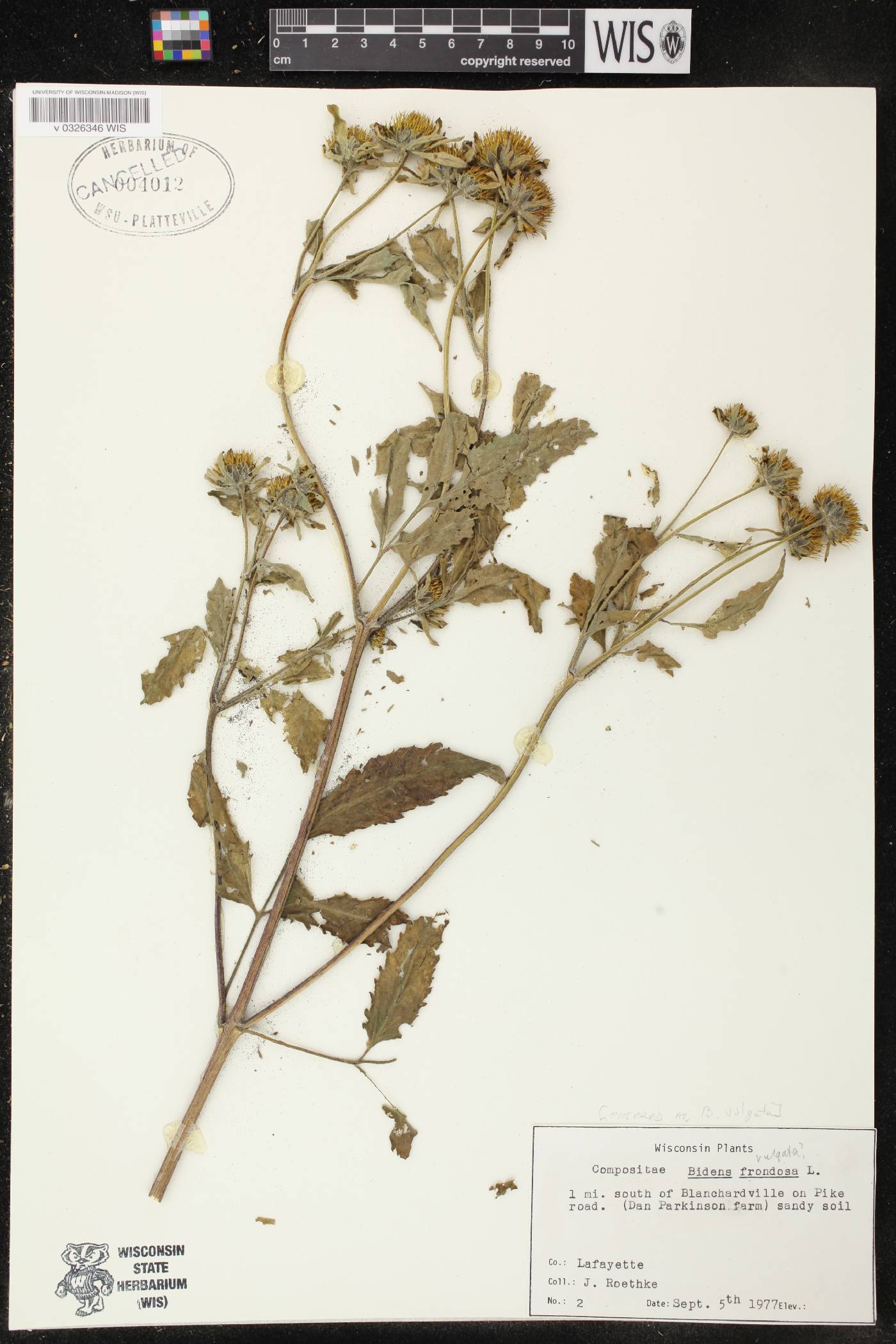 Bidens vulgata image