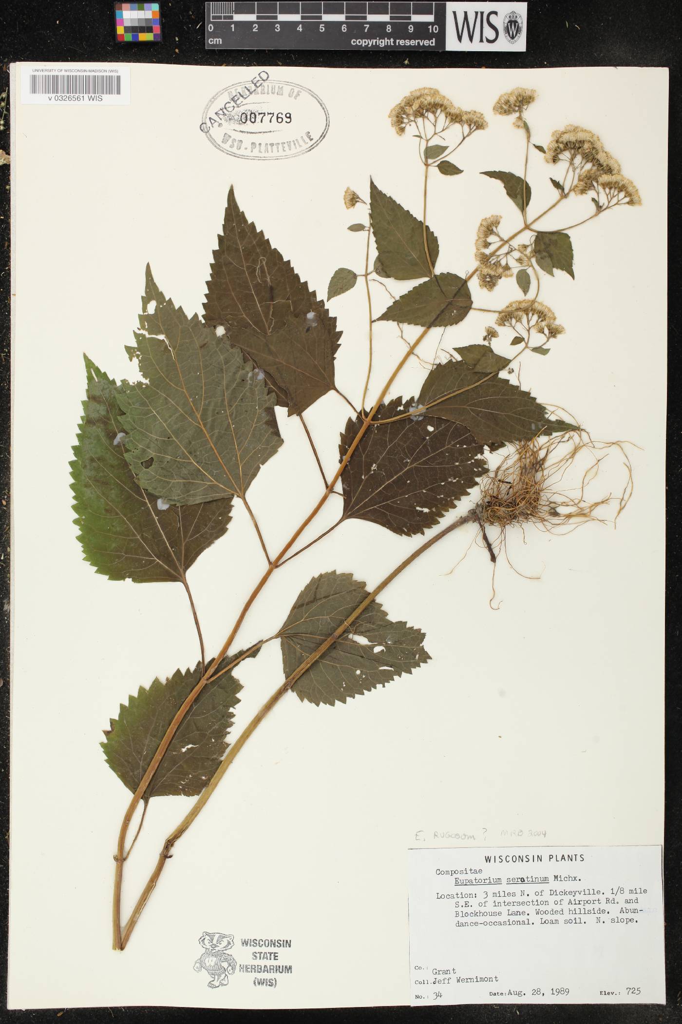 Eupatorium serotinum image