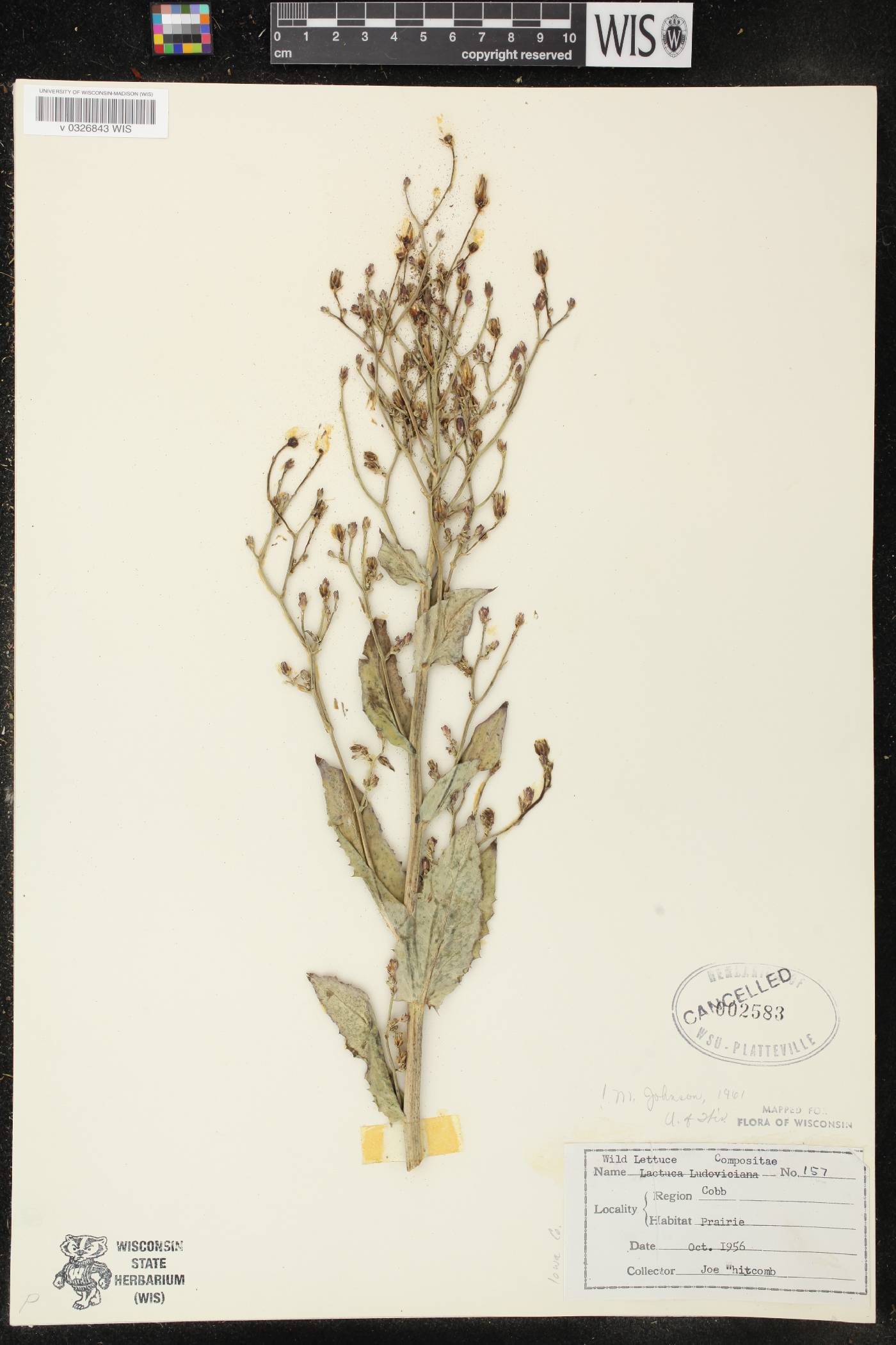 Lactuca ludoviciana image