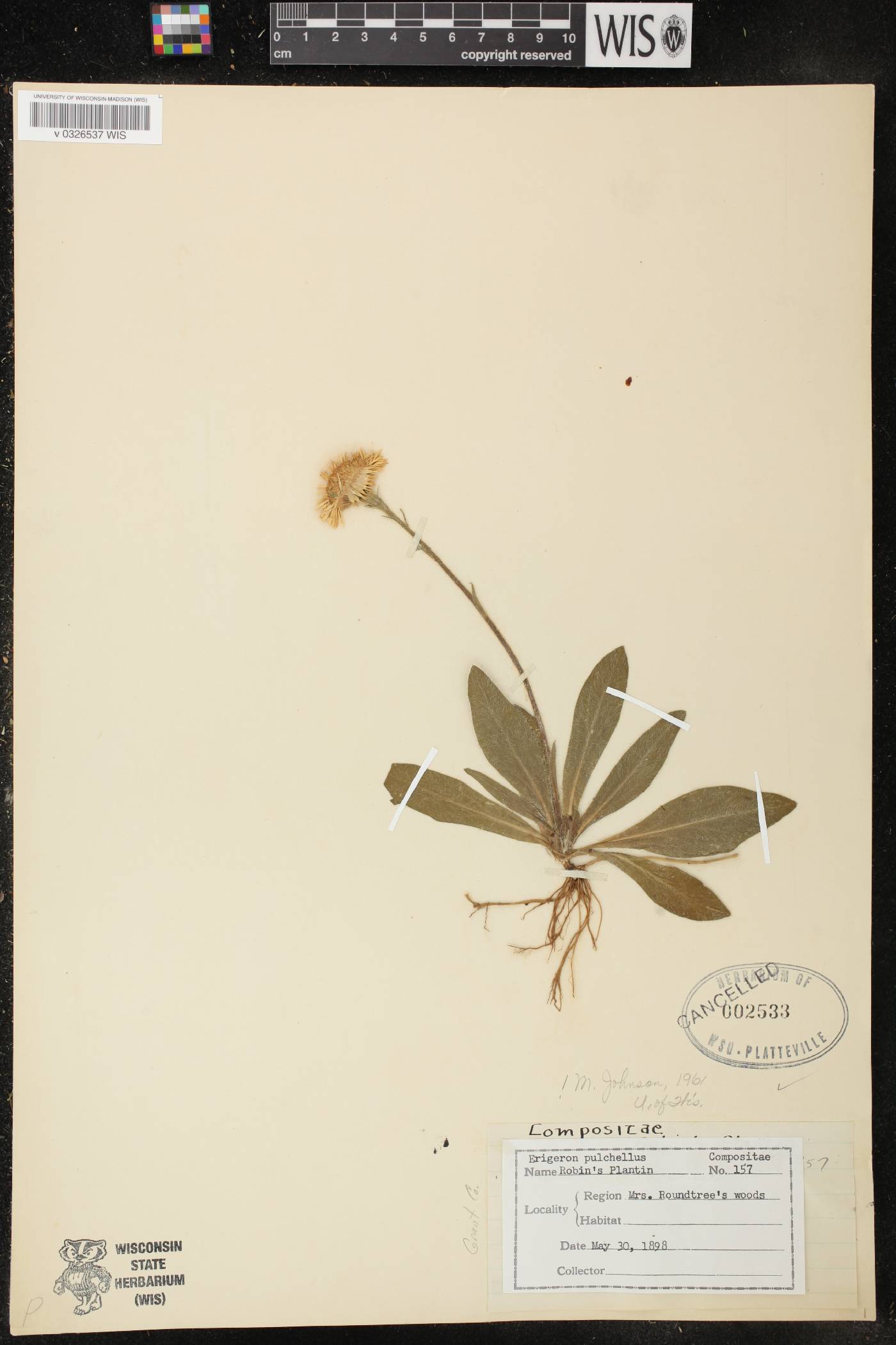 Erigeron pulchellus image