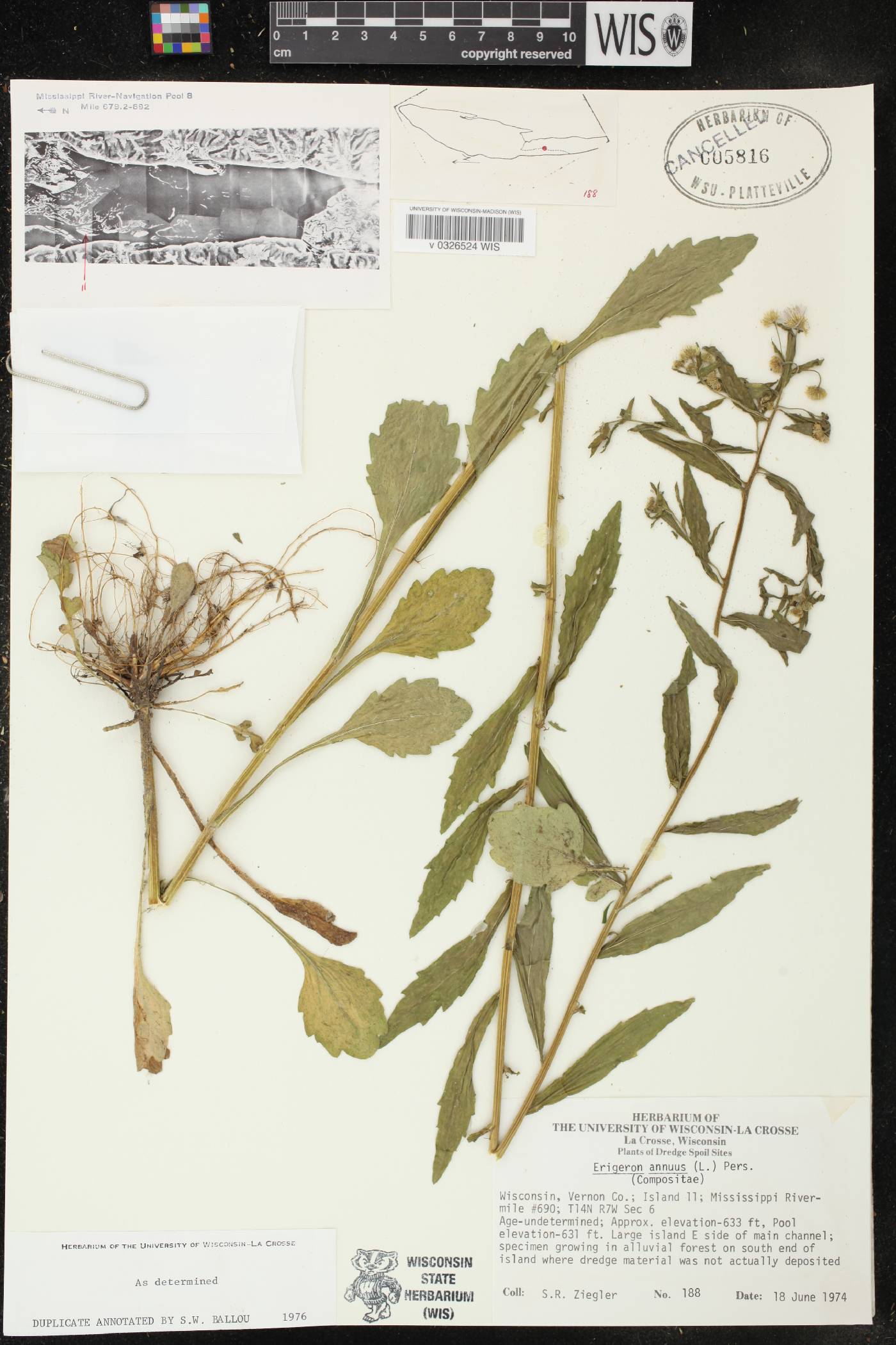 Erigeron annuus image
