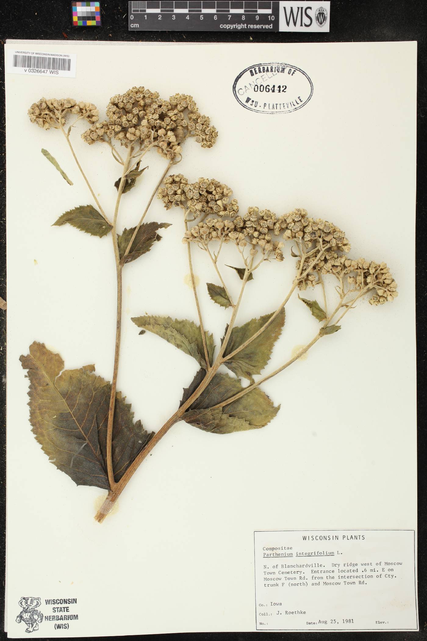 Parthenium integrifolium image
