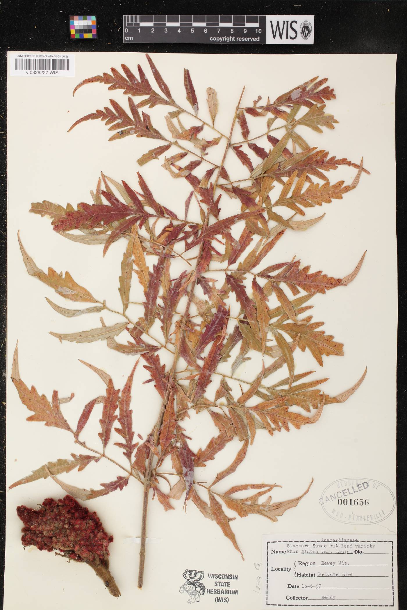 Rhus glabra image