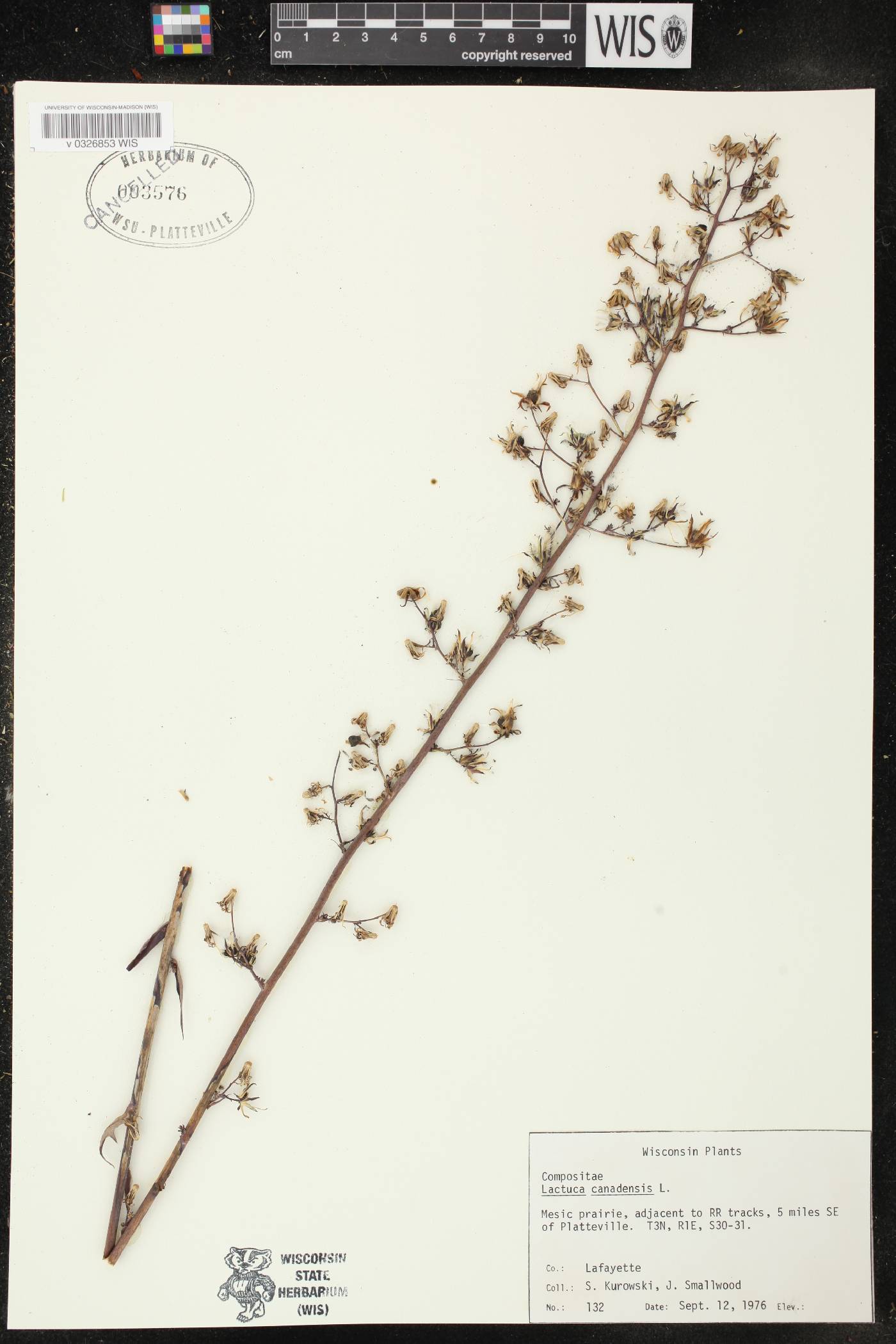 Lactuca canadensis image