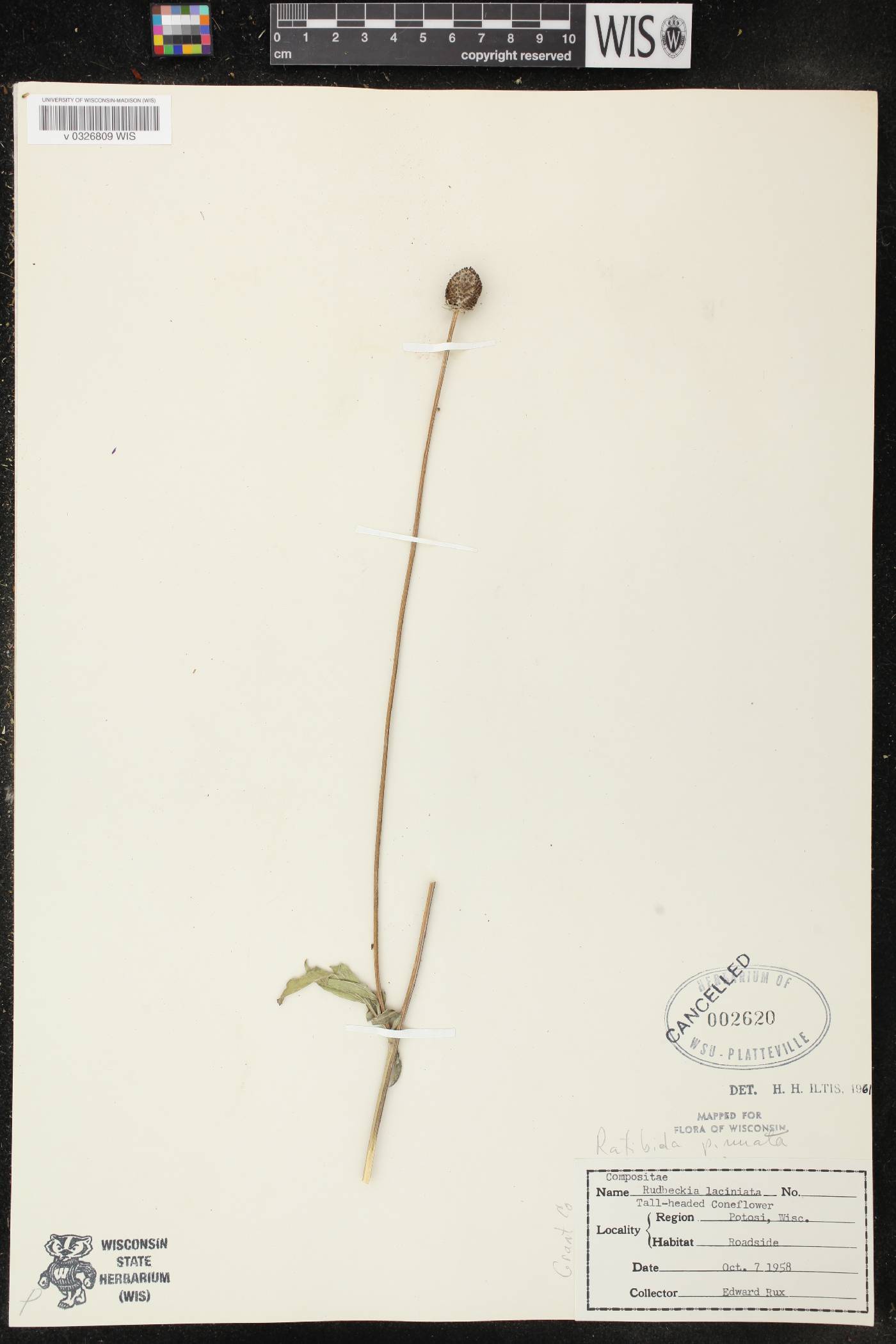 Ratibida pinnata image