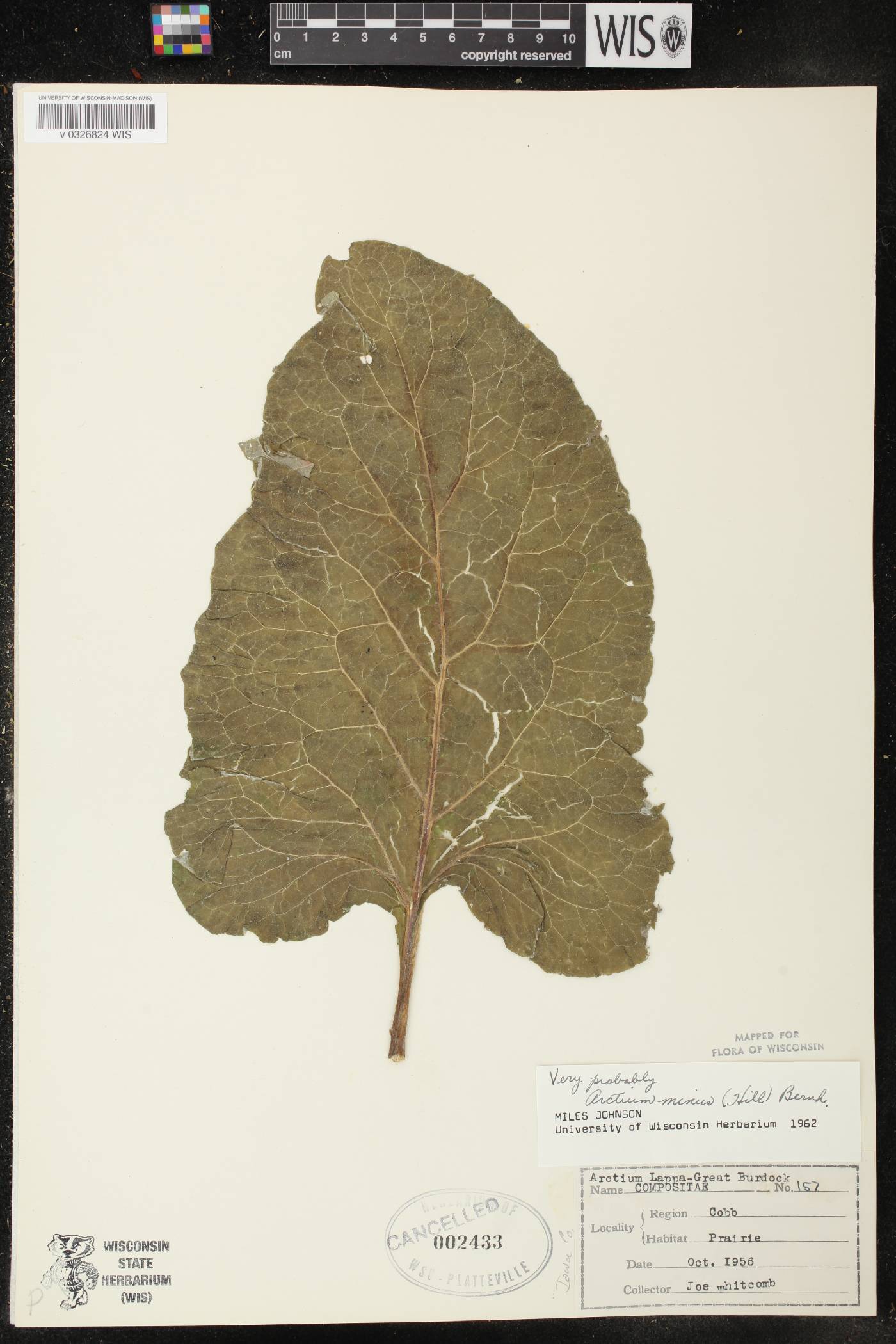 Arctium minus image