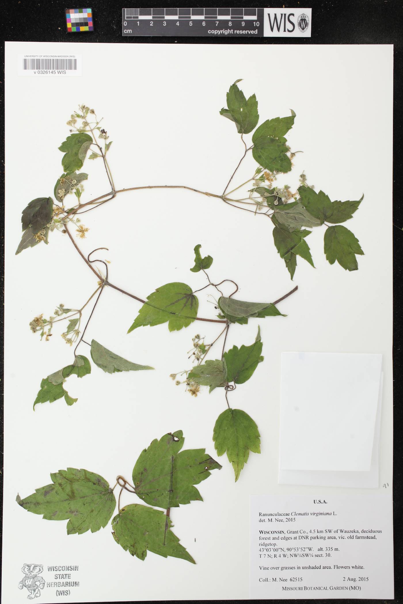 Clematis virginiana image