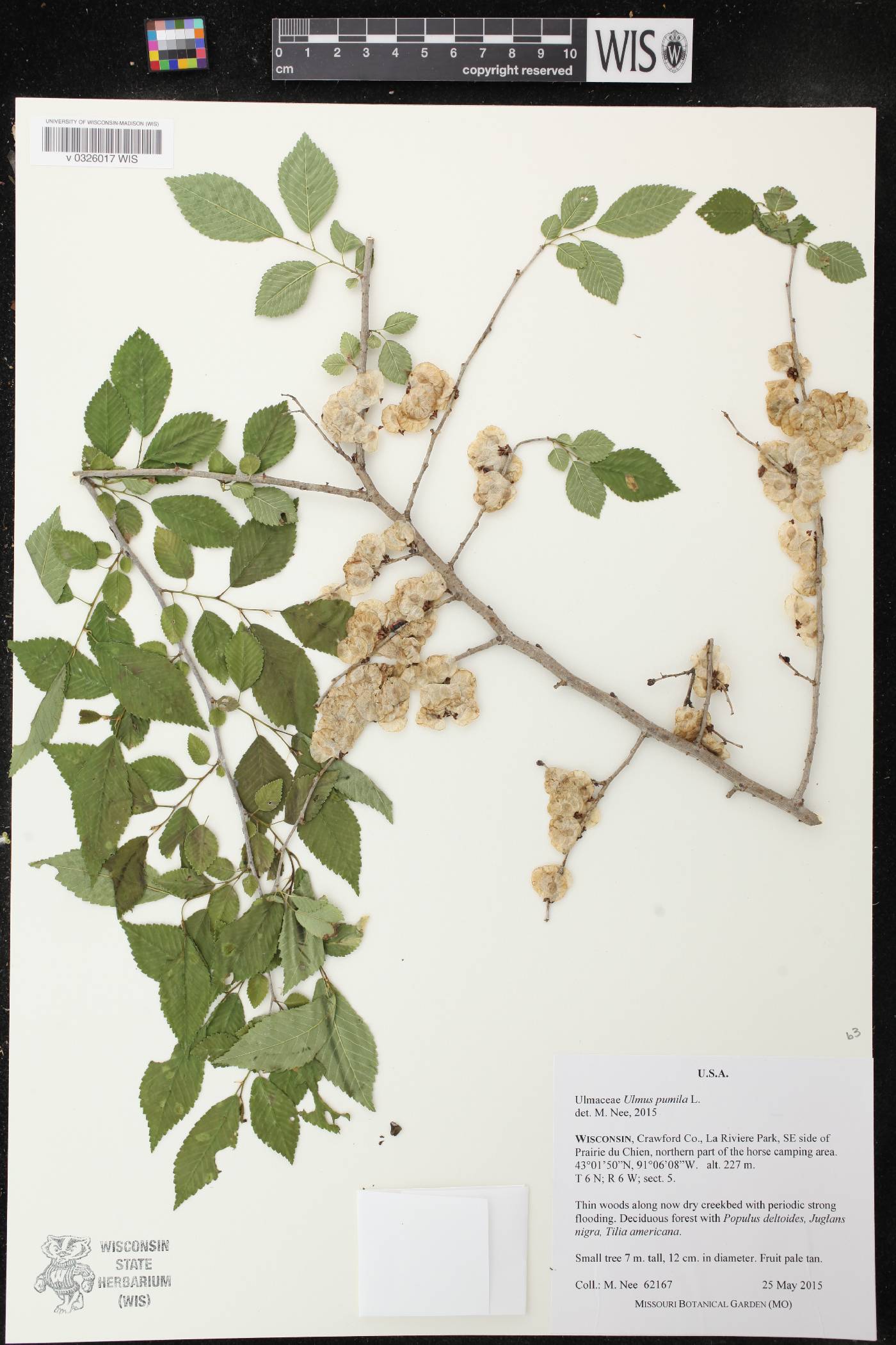 Ulmus pumila image