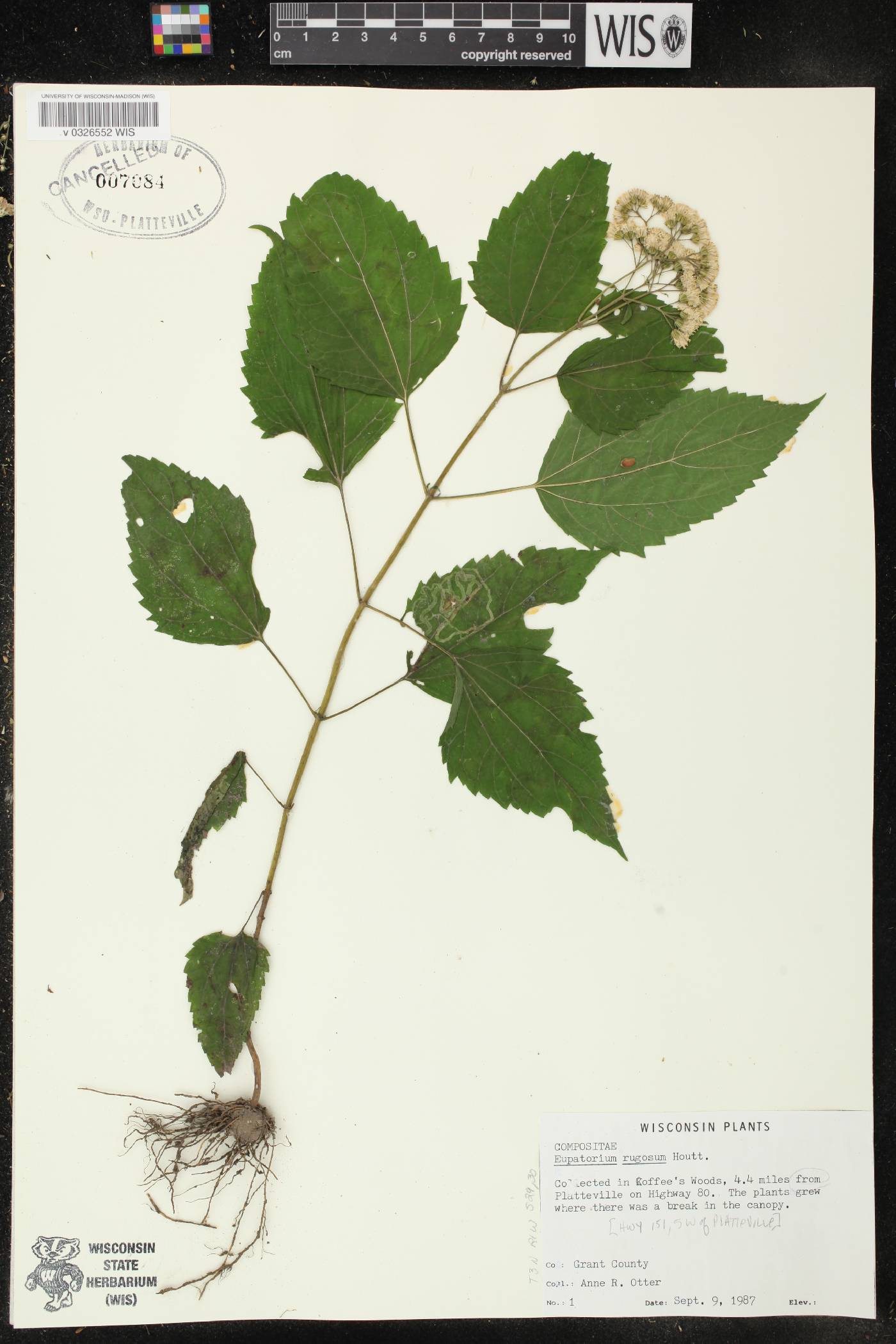 Ageratina altissima subsp. altissima image