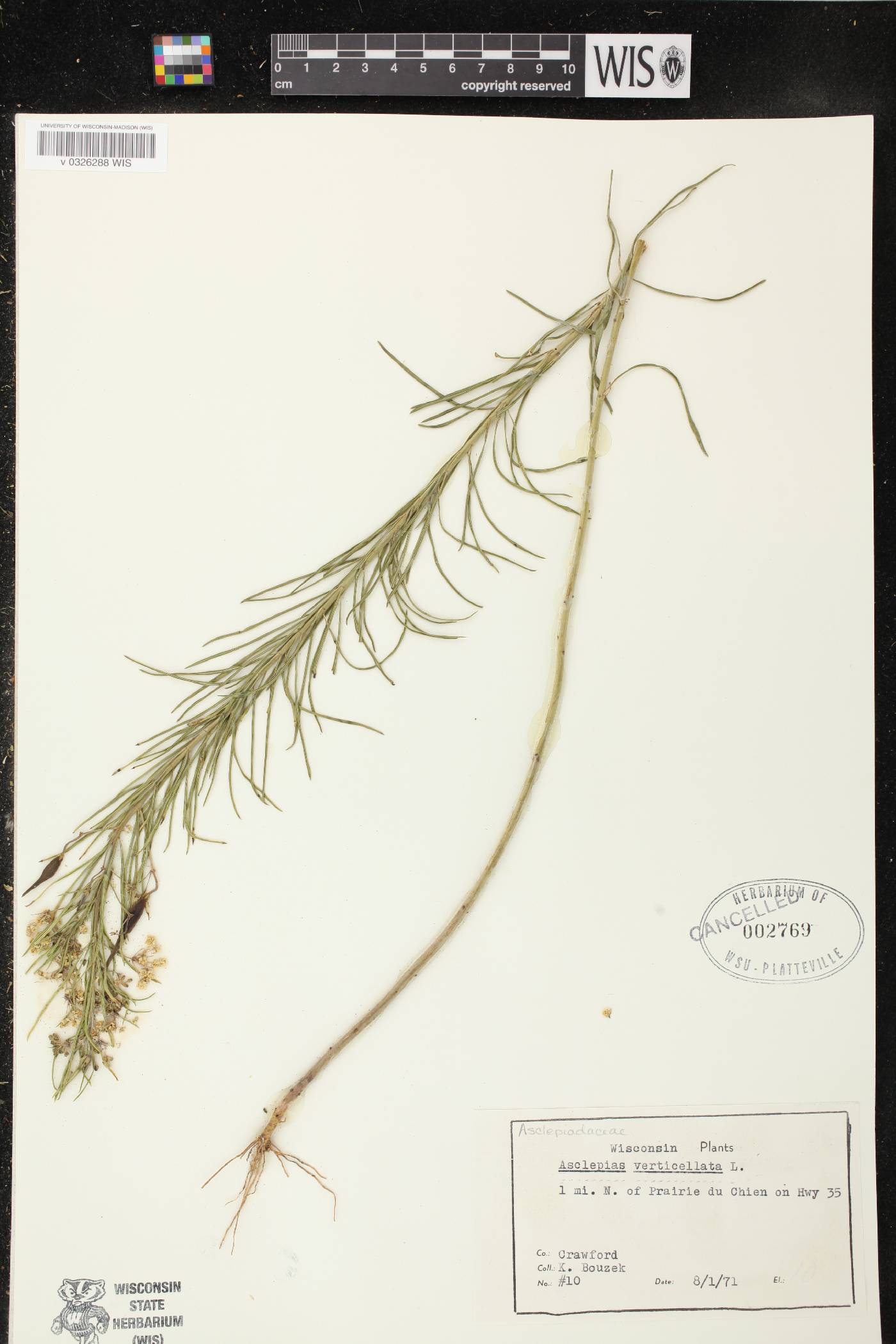 Asclepias verticillata image